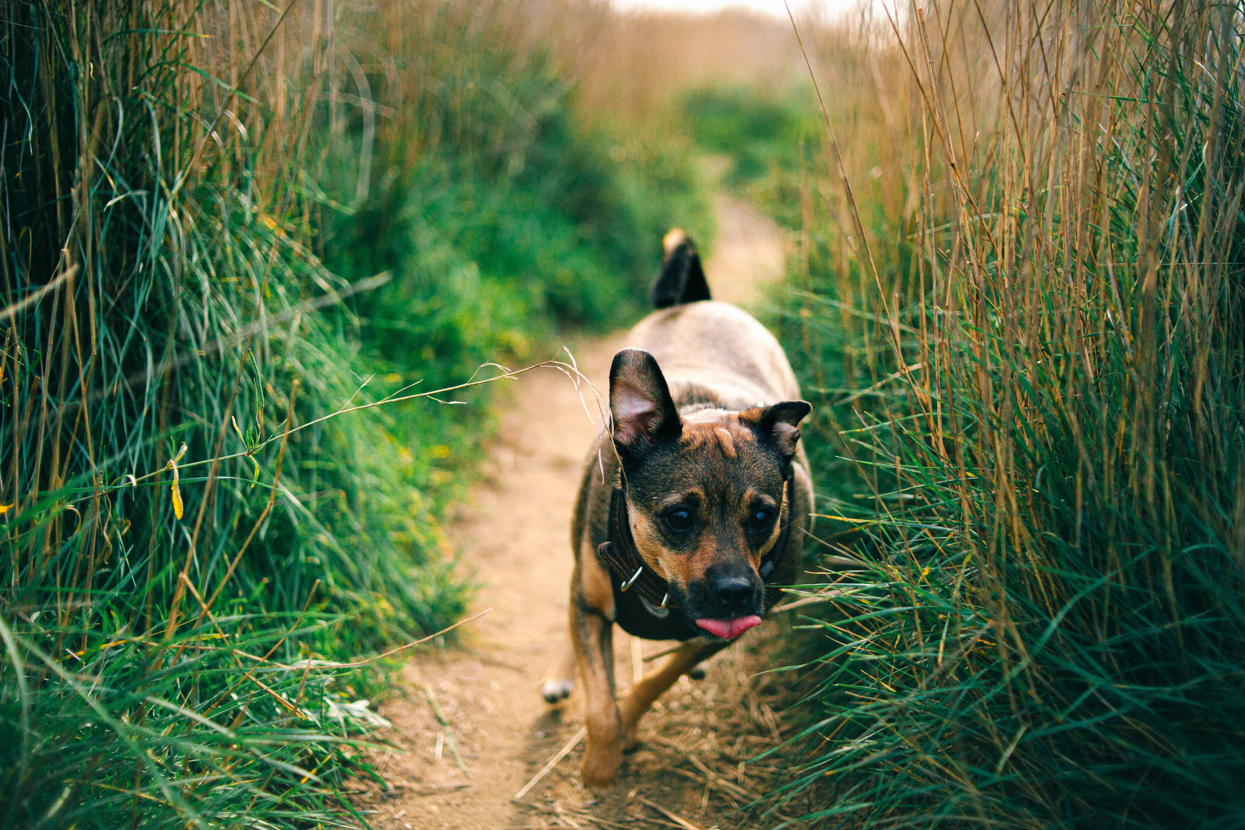 Животные | Евпатория. Живые истории: Фотограф в Евпатории, Крыму и Севастополе