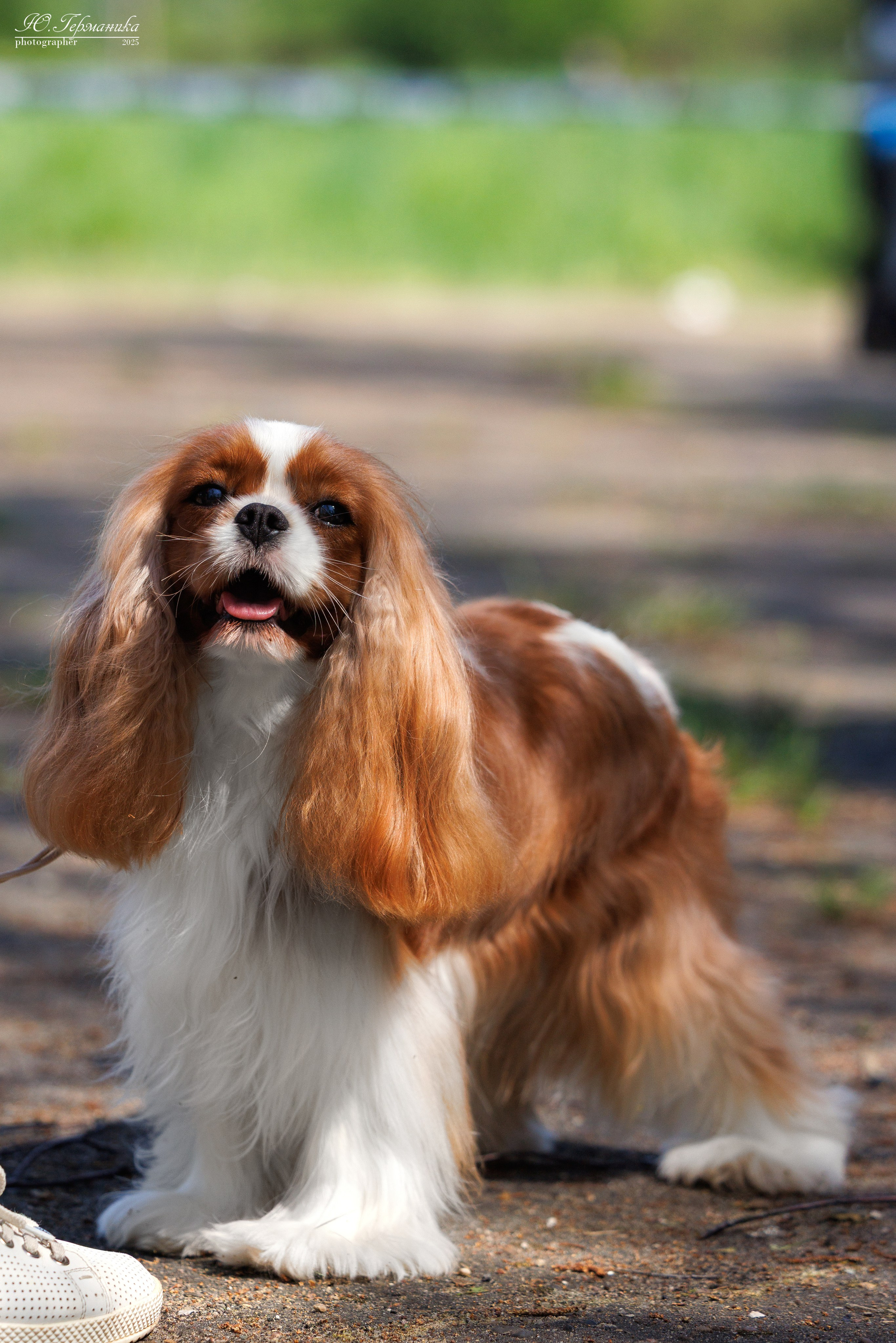 Тверь 24.05.2025. Фотограф-анималист Юлия Германика
