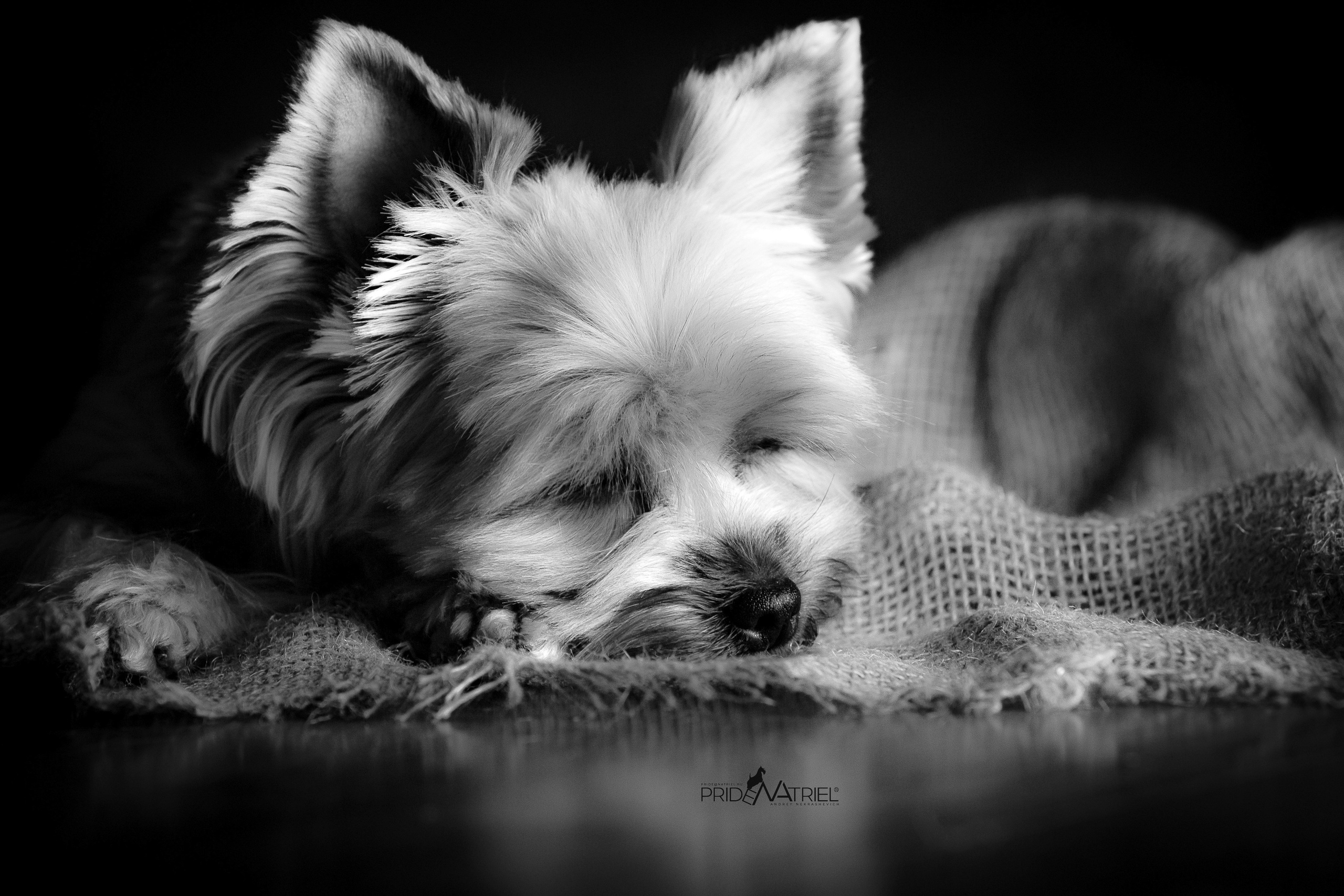 Йоркширский терьер Циля