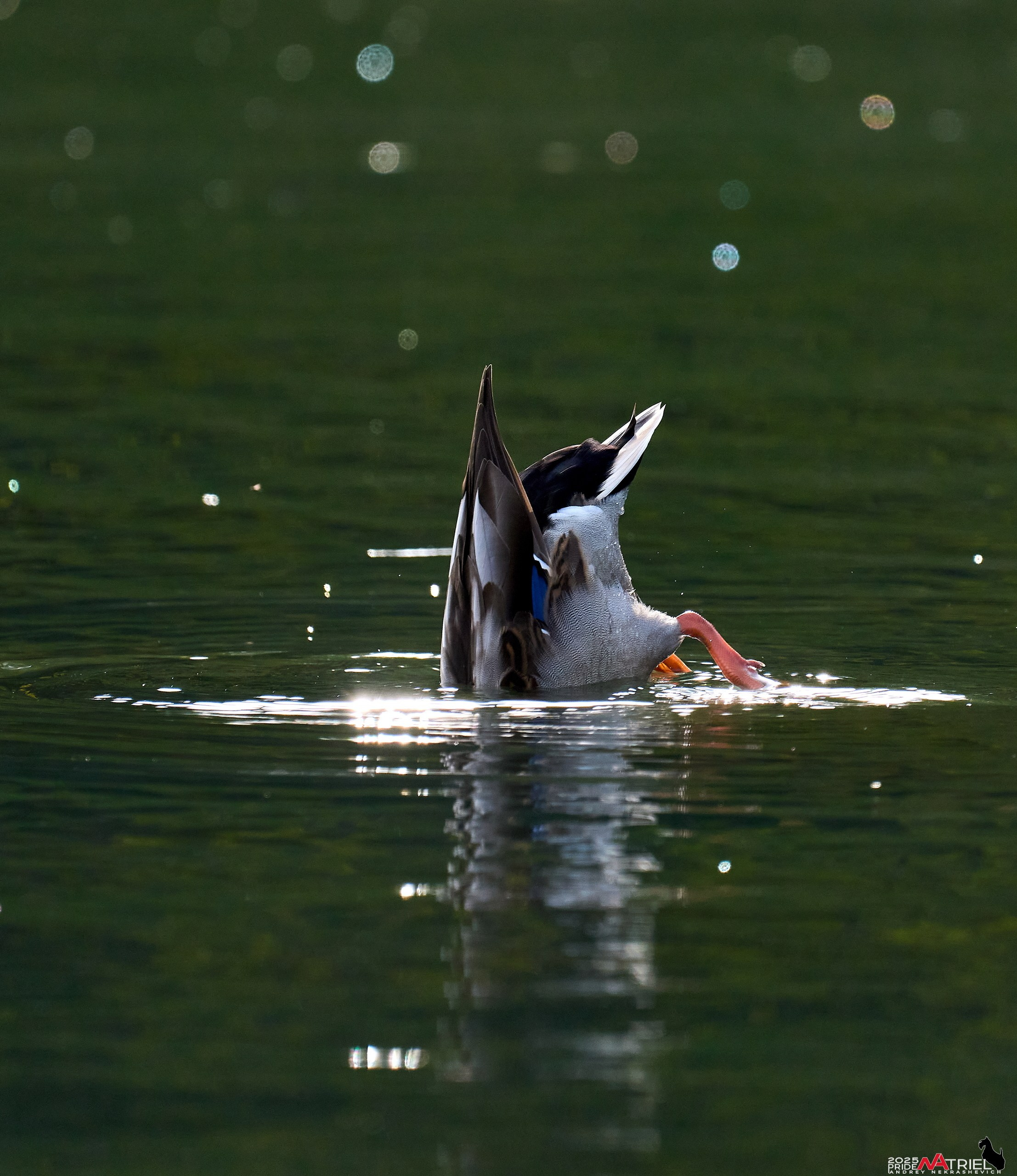 Съемка с объективом Sony 200-600 на камеру Sony A1m2