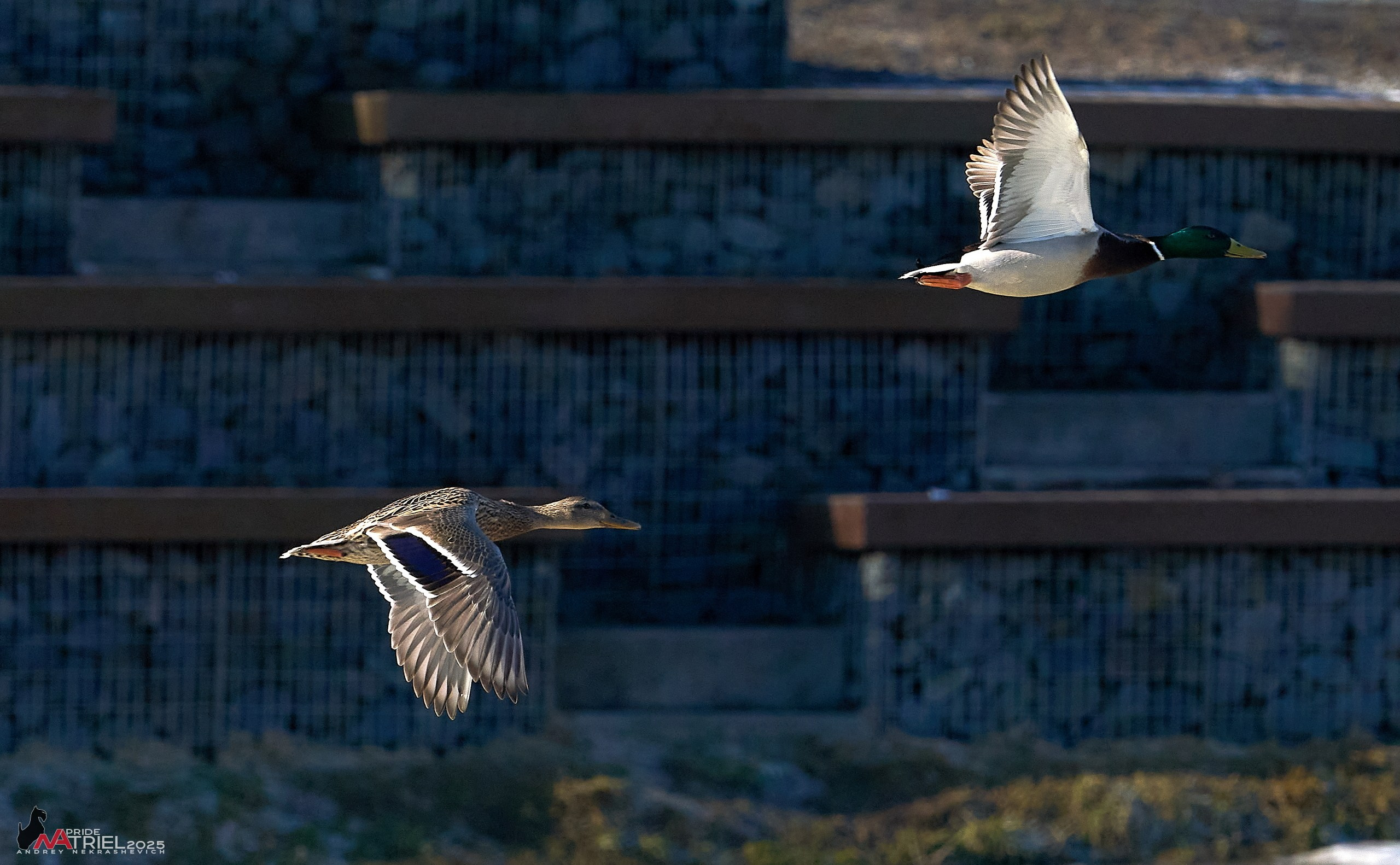 Фотопрогулка в Бутово