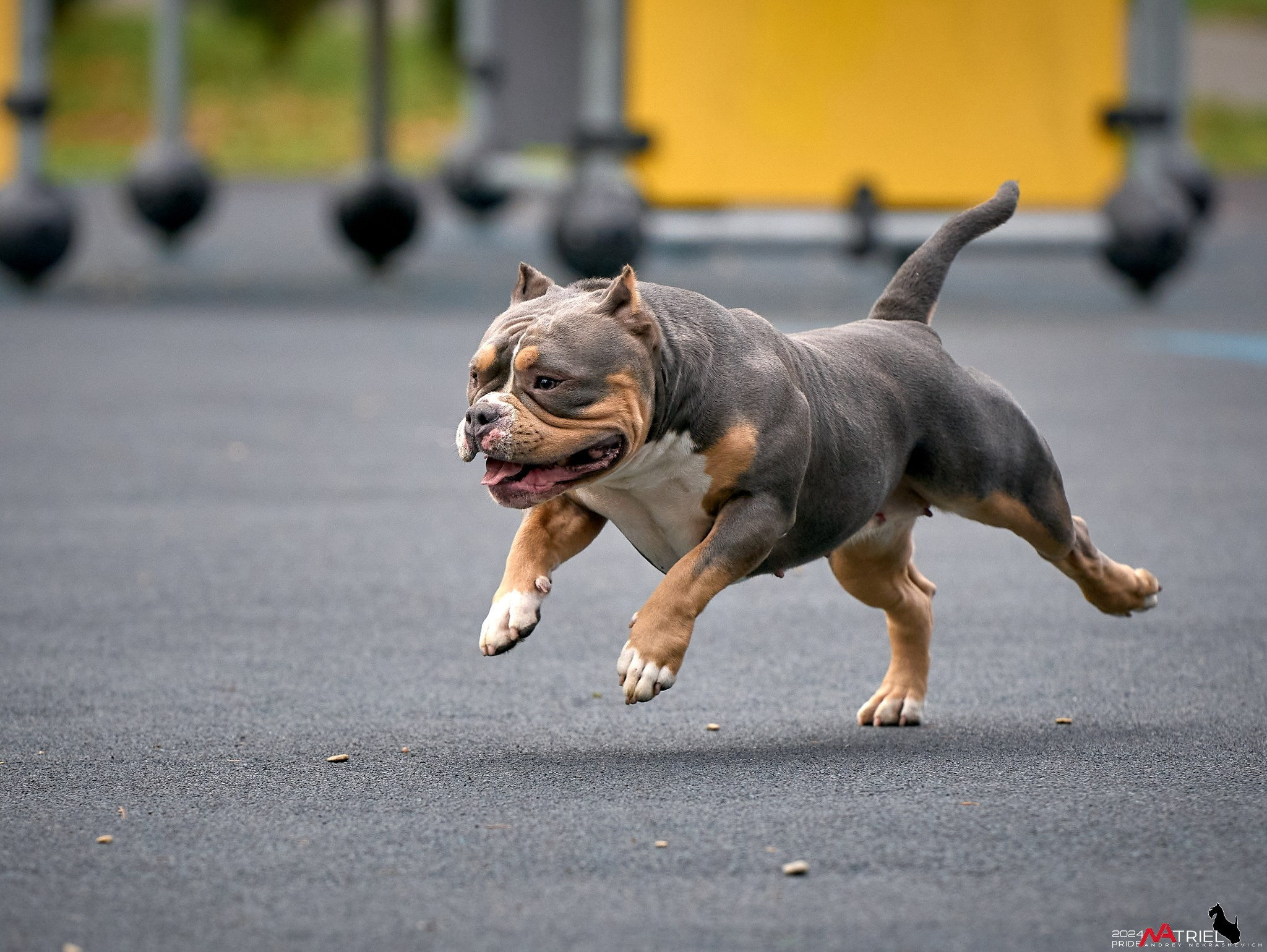 Фотопрогулка с булли в парке