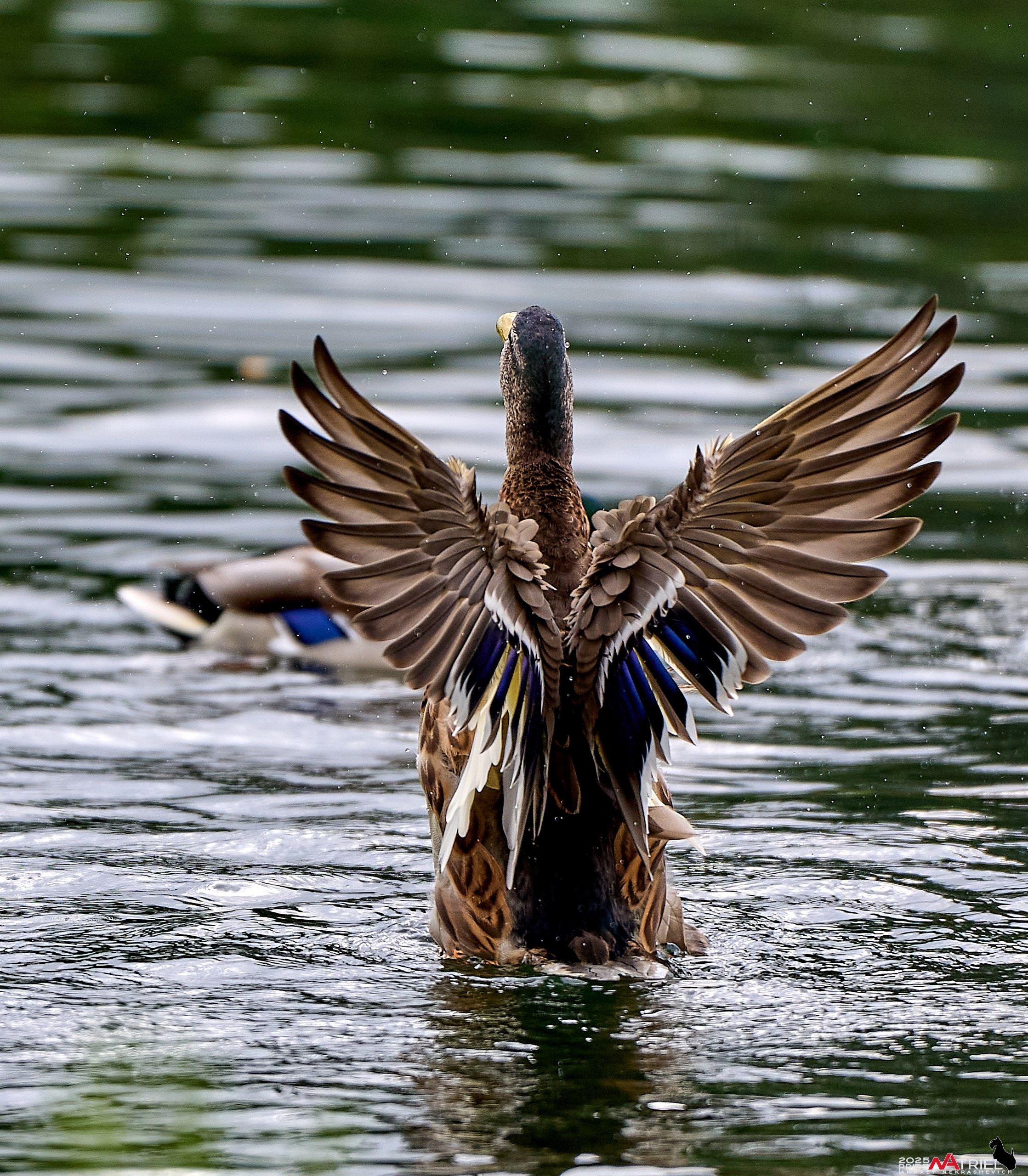 Утки на пруду