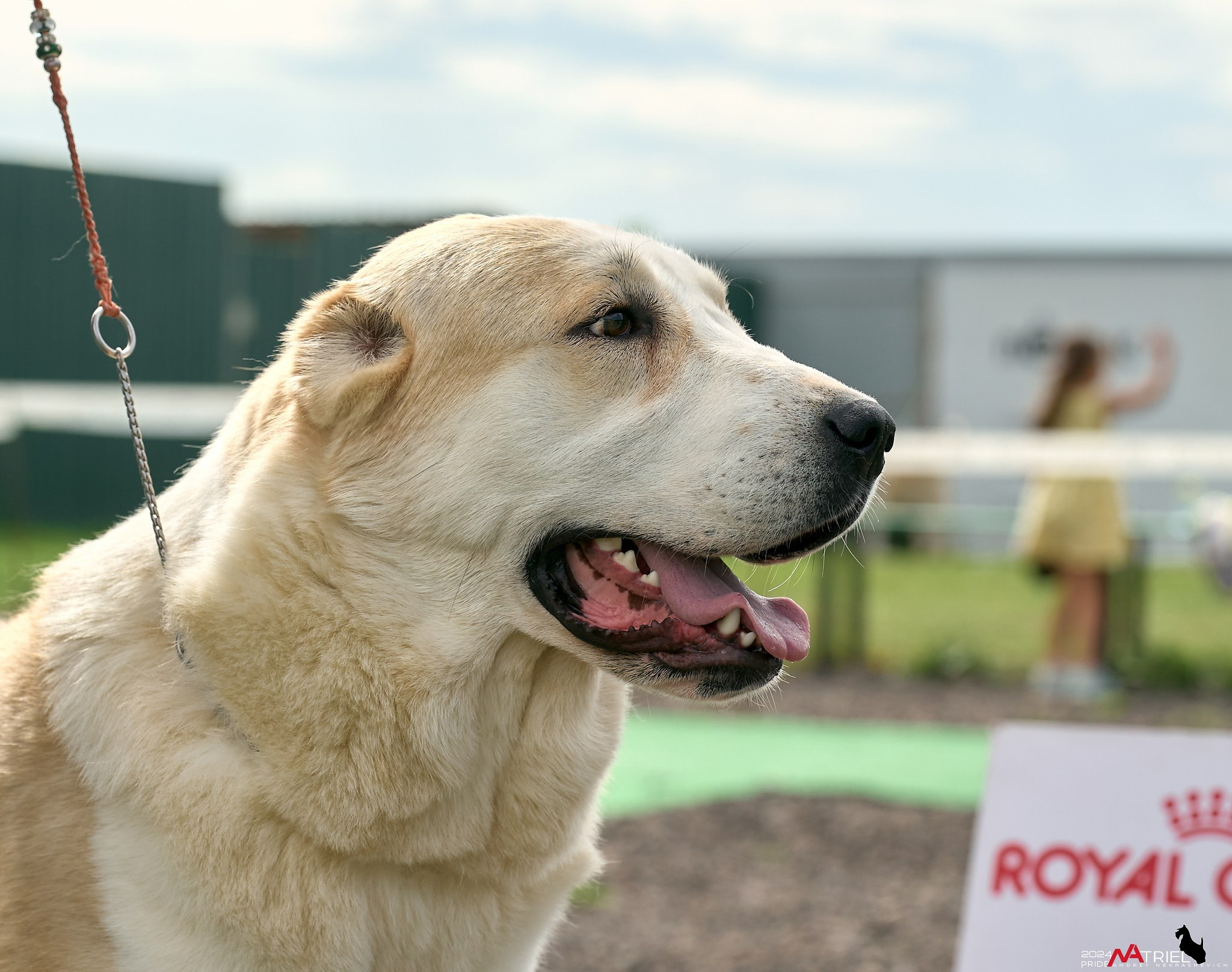 Съемка на выставке в Пёсик-Хаус