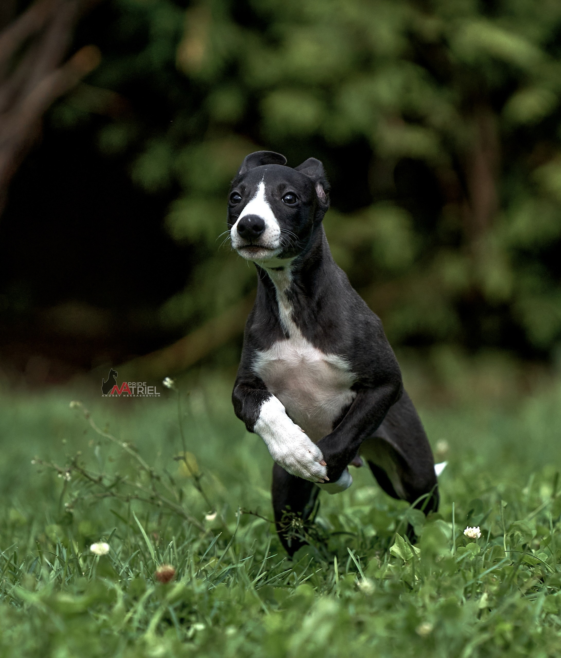 Щенки на прогулке — галерея NATRIEL