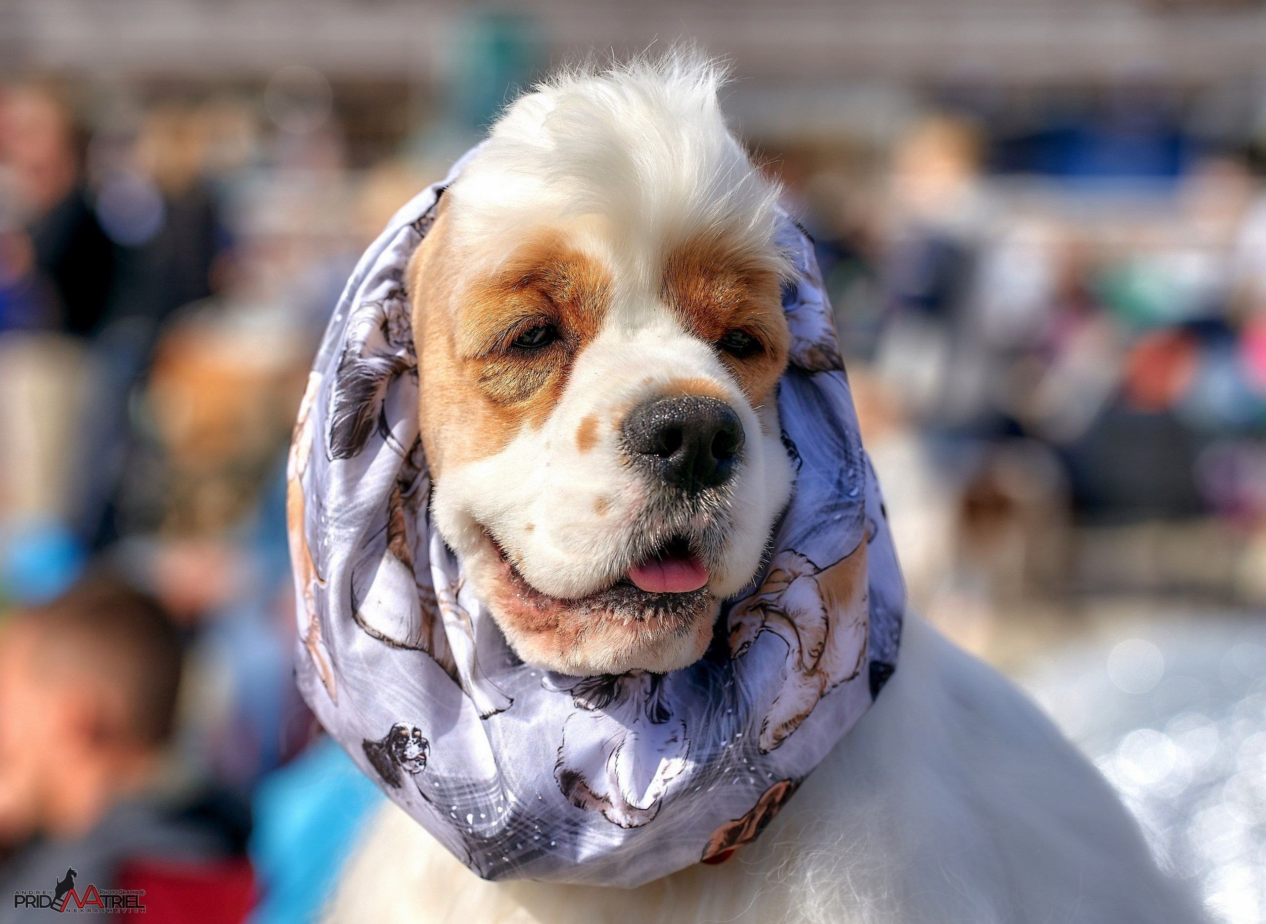 Портреты собак — галерея NATRIEL