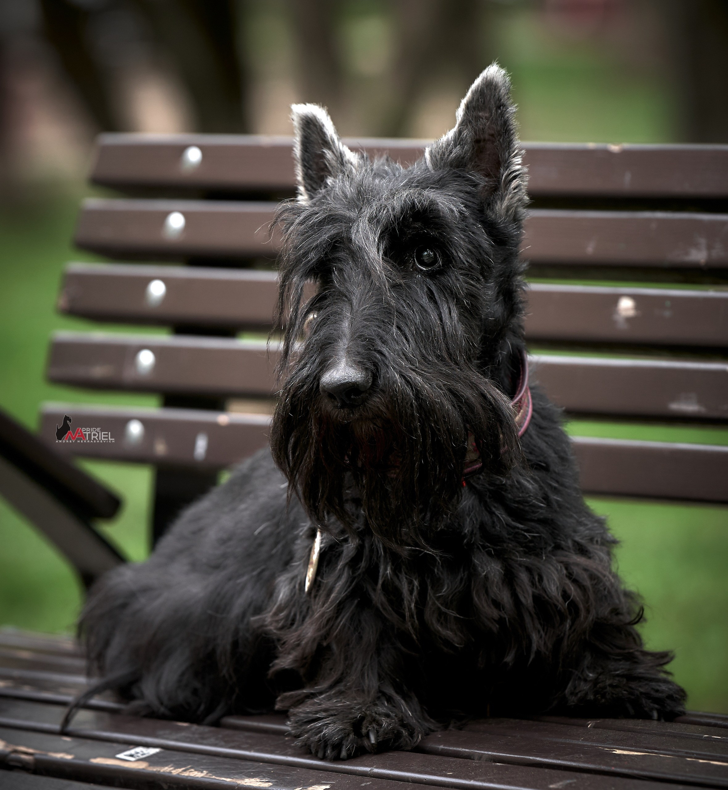 Портреты собак — галерея NATRIEL