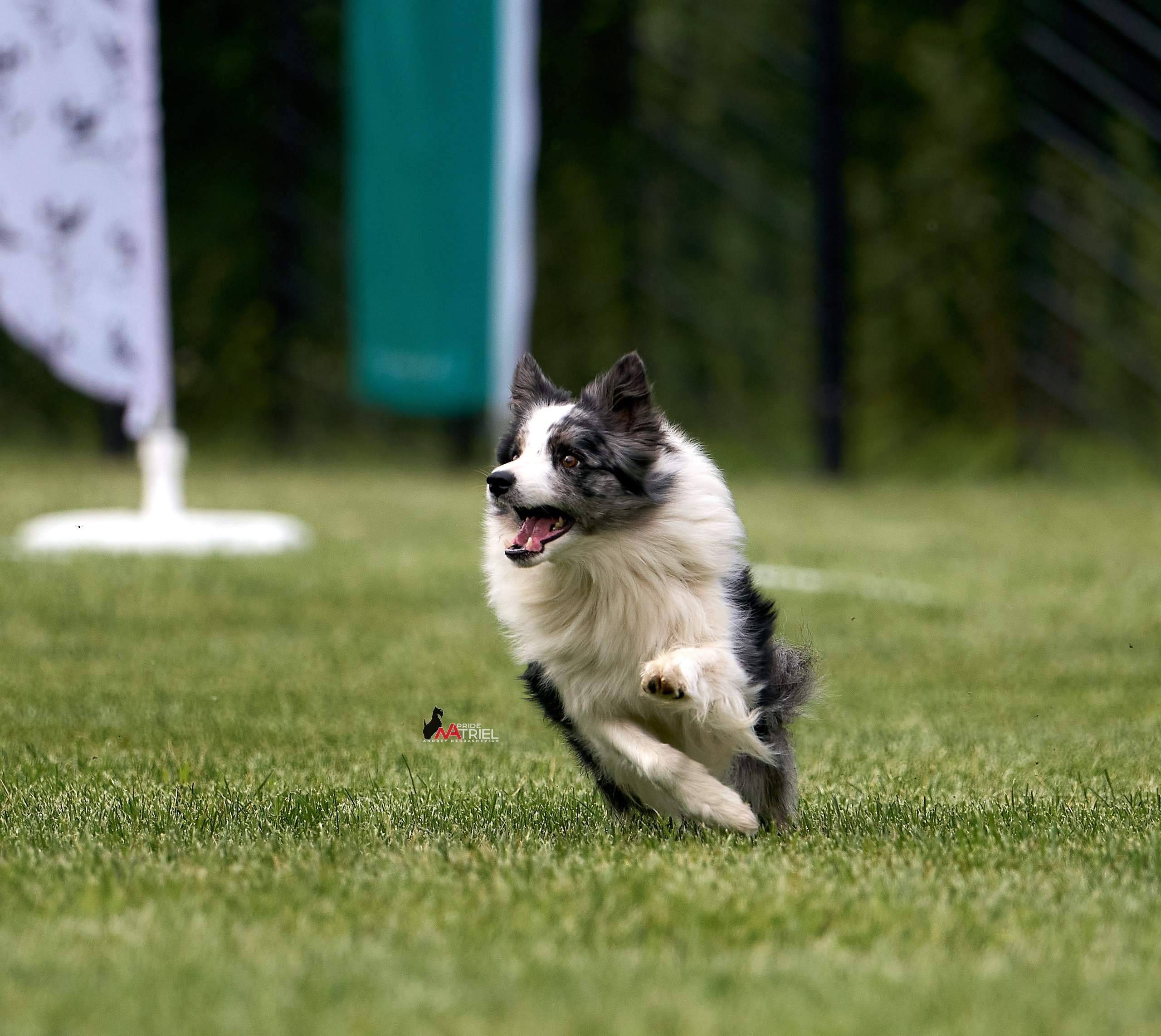 Аджилити — галерея NATRIEL