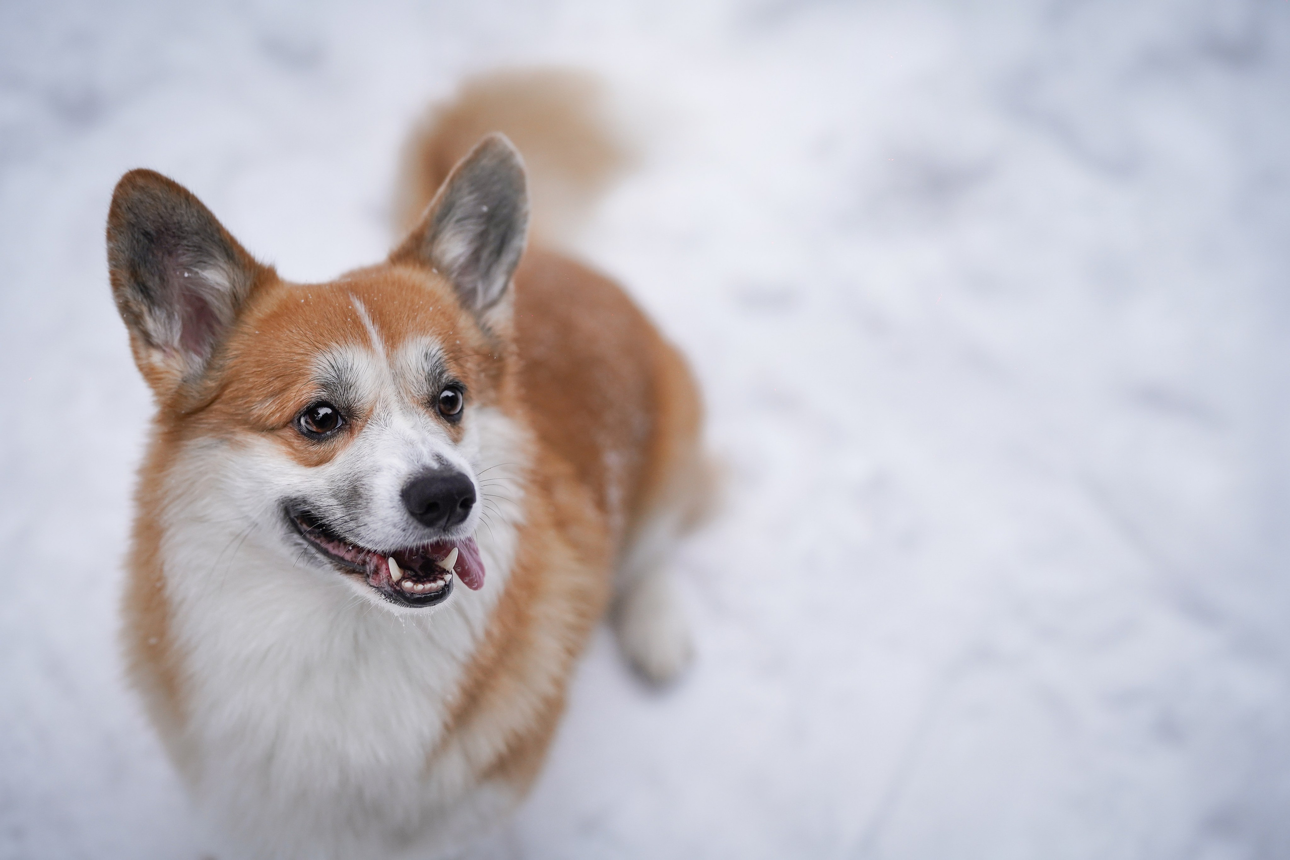 Катя Рокки и Честер. Фотограф-анималист в Санкт-Петербурге Яна Мартынова