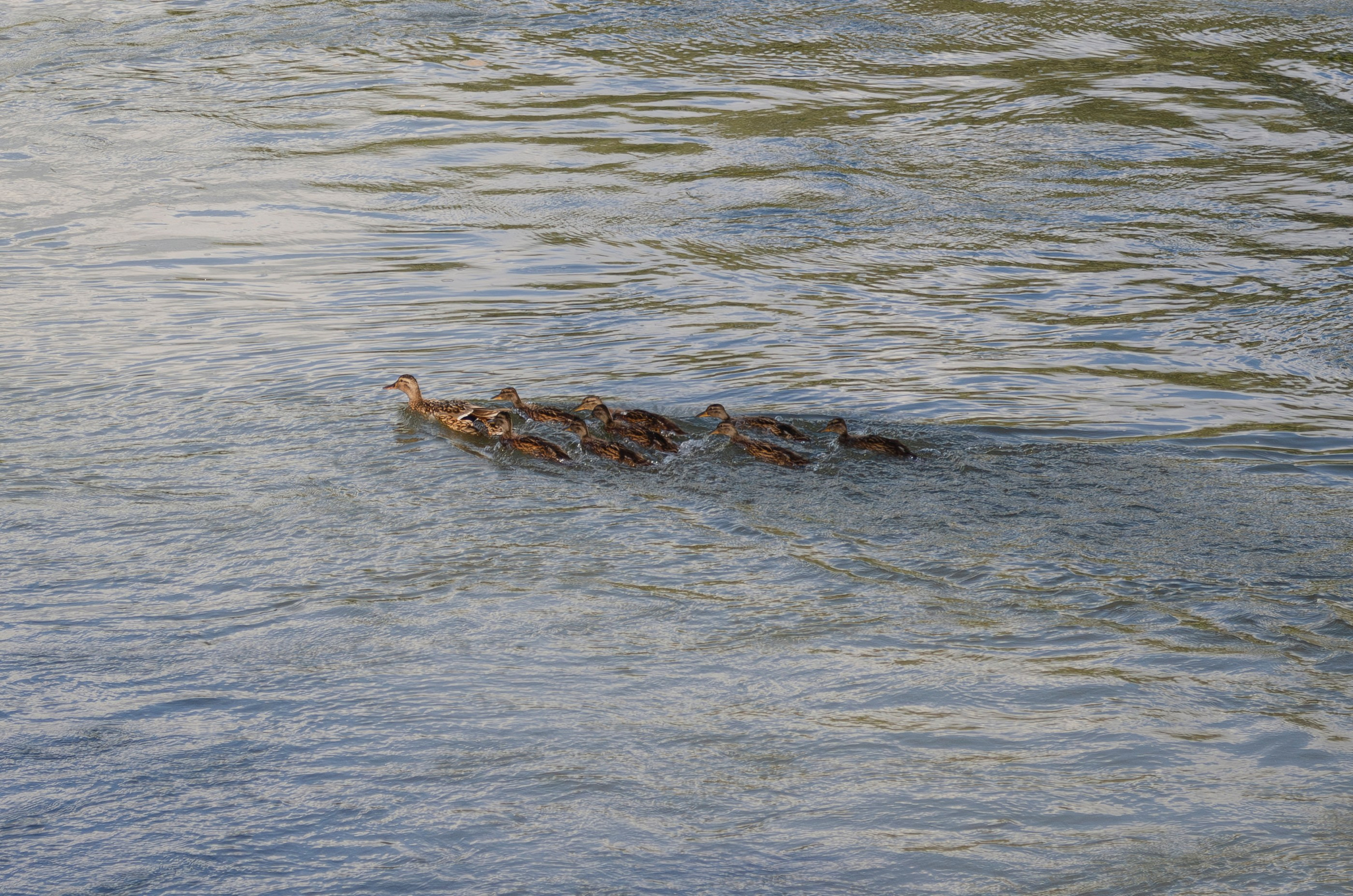 Дары Природы. Sreda fotoArt