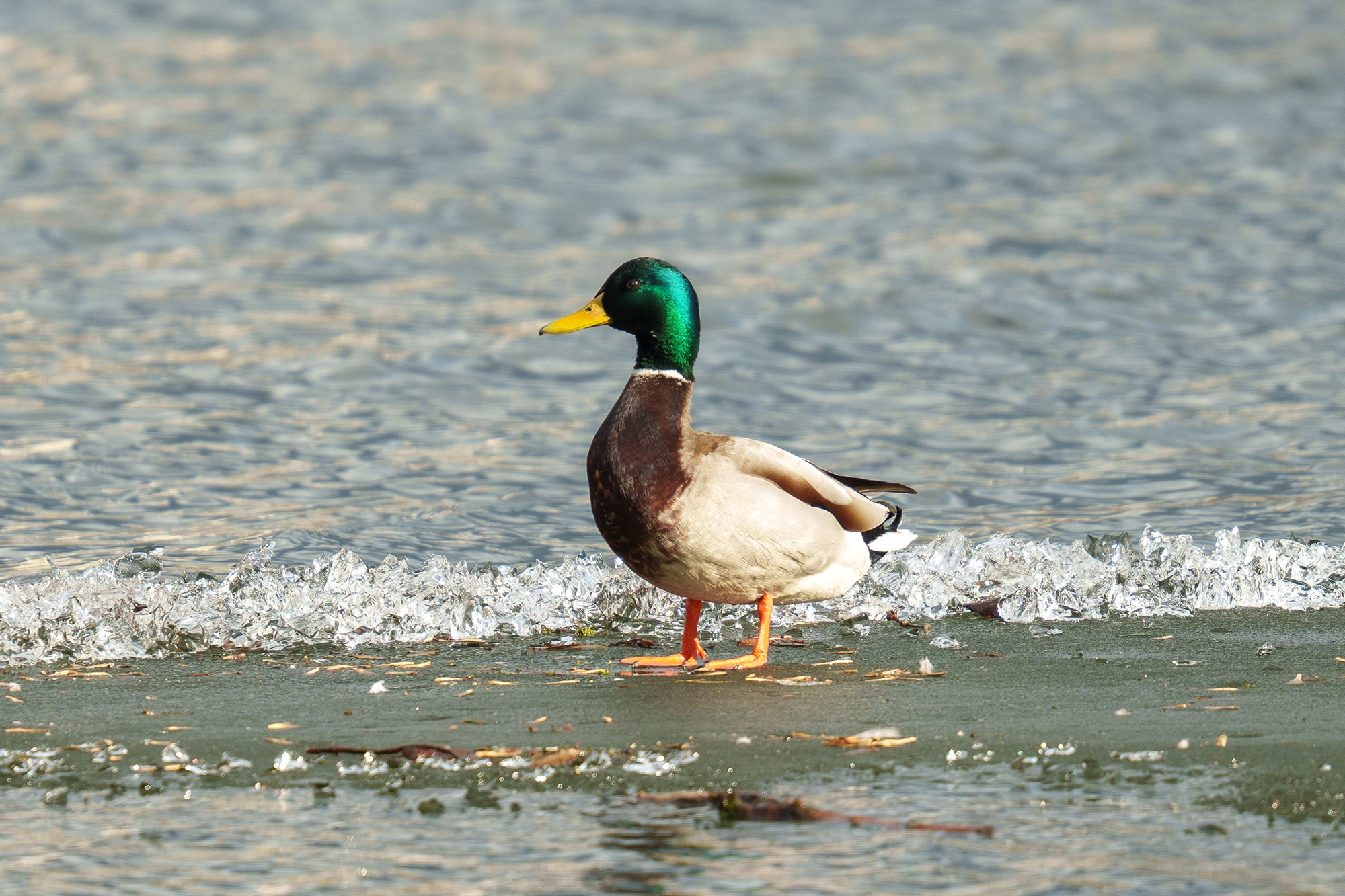 Удивительные мир птиц. Вокруг нас столько прекрасного — присмотритесь!. Ваш личный фотограф Марина Волкова