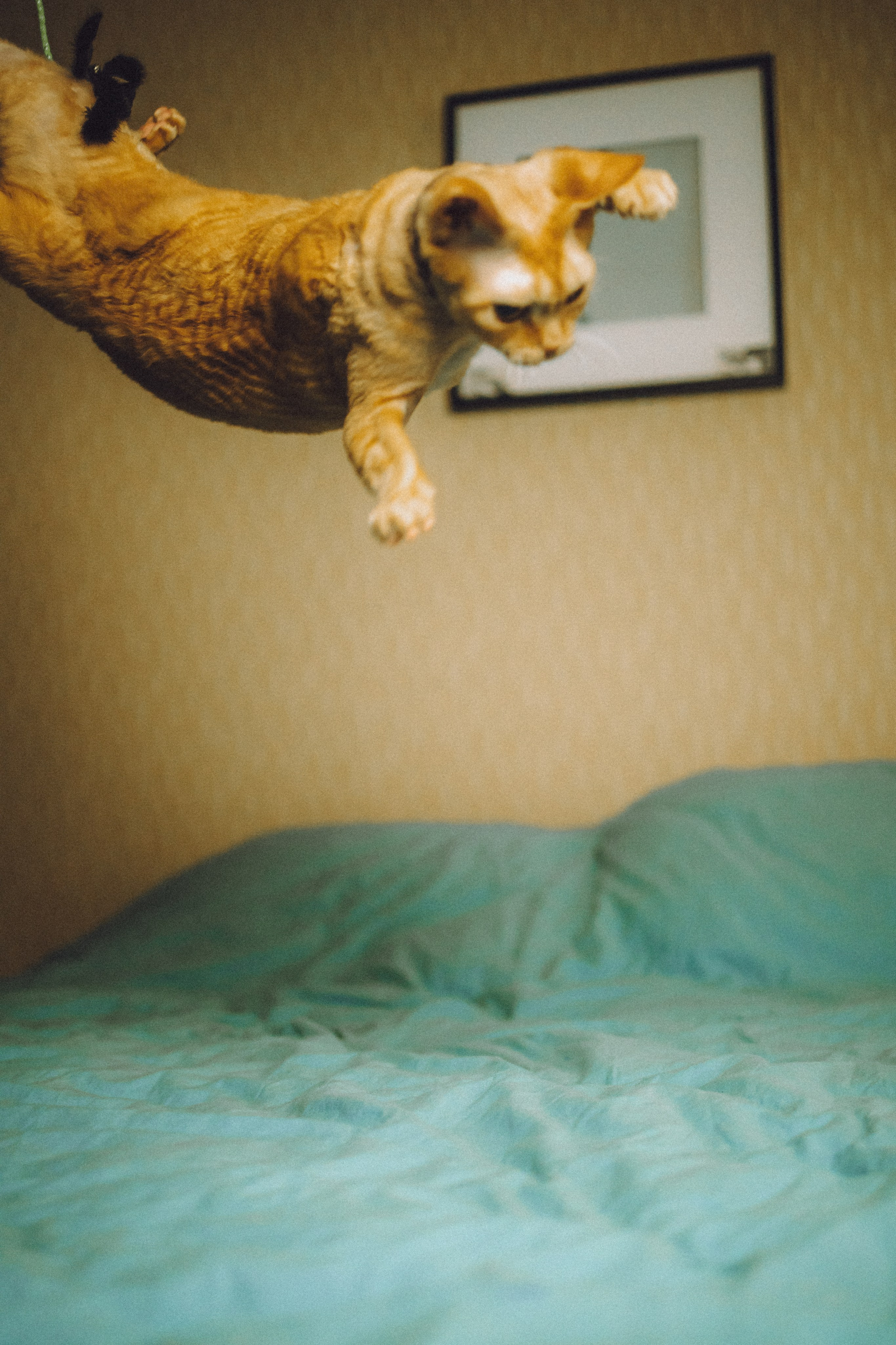 Гречка, Ковш и их семья