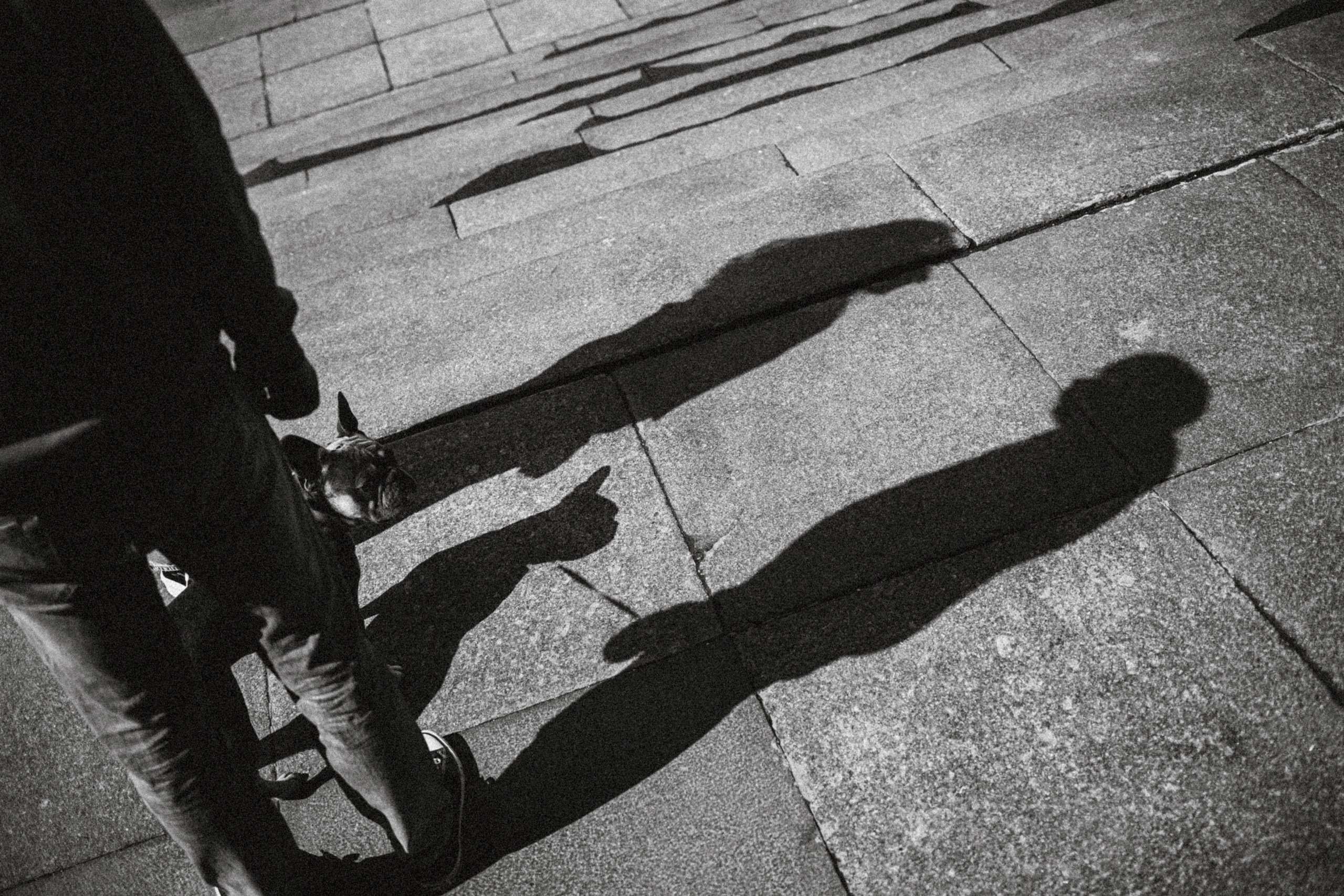 Где провести фотосессию с собакой в Москве: мои любимые места. Семейный фотограф животных, анималист в Москве Екатерина Киреева