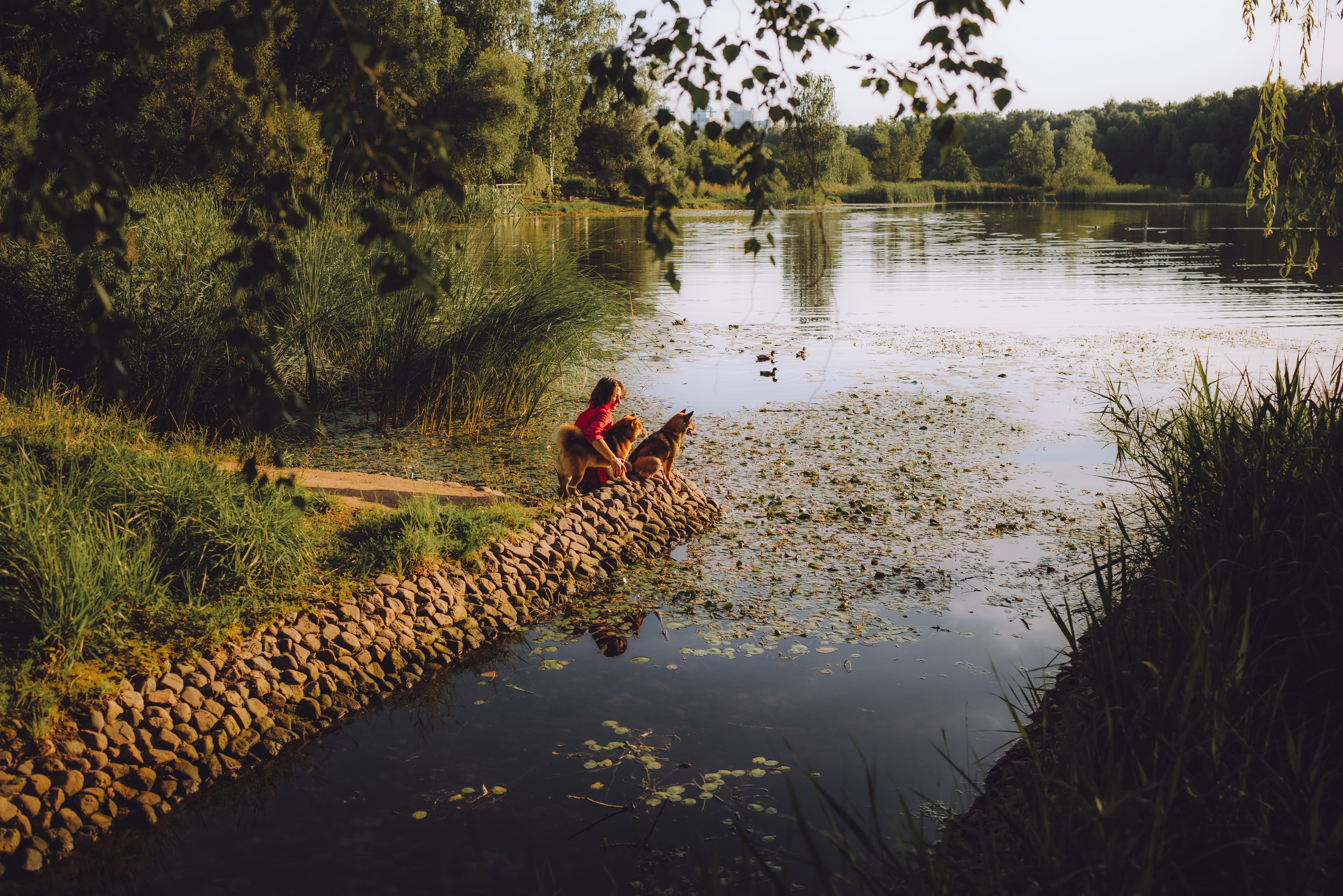 Ира, Чиби и Шед. Семейный фотограф животных, анималист в Москве Екатерина Киреева