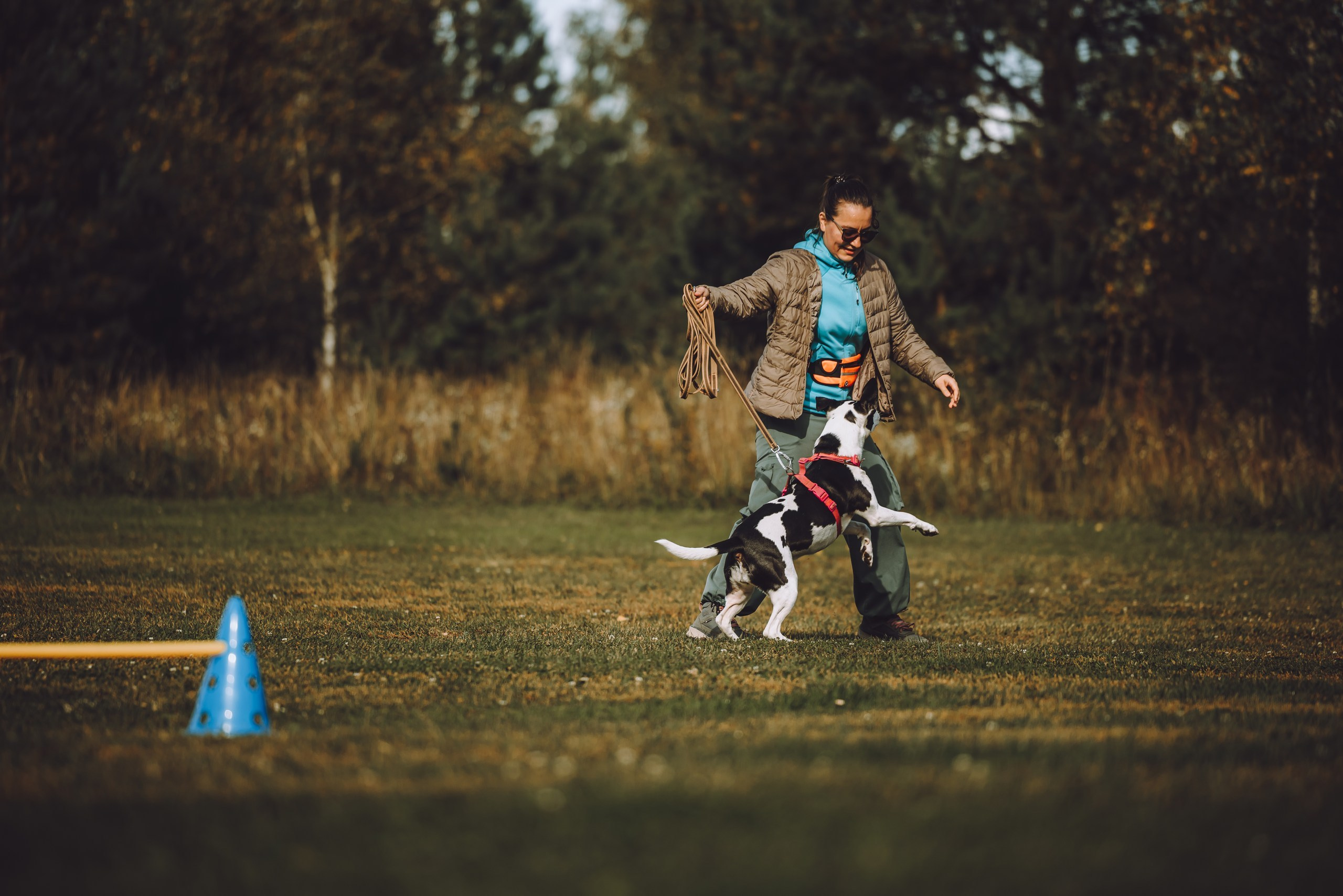 Выездной дог-тренинг от школы «Шерсть имею». Семейный фотограф животных, анималист в Москве Екатерина Киреева