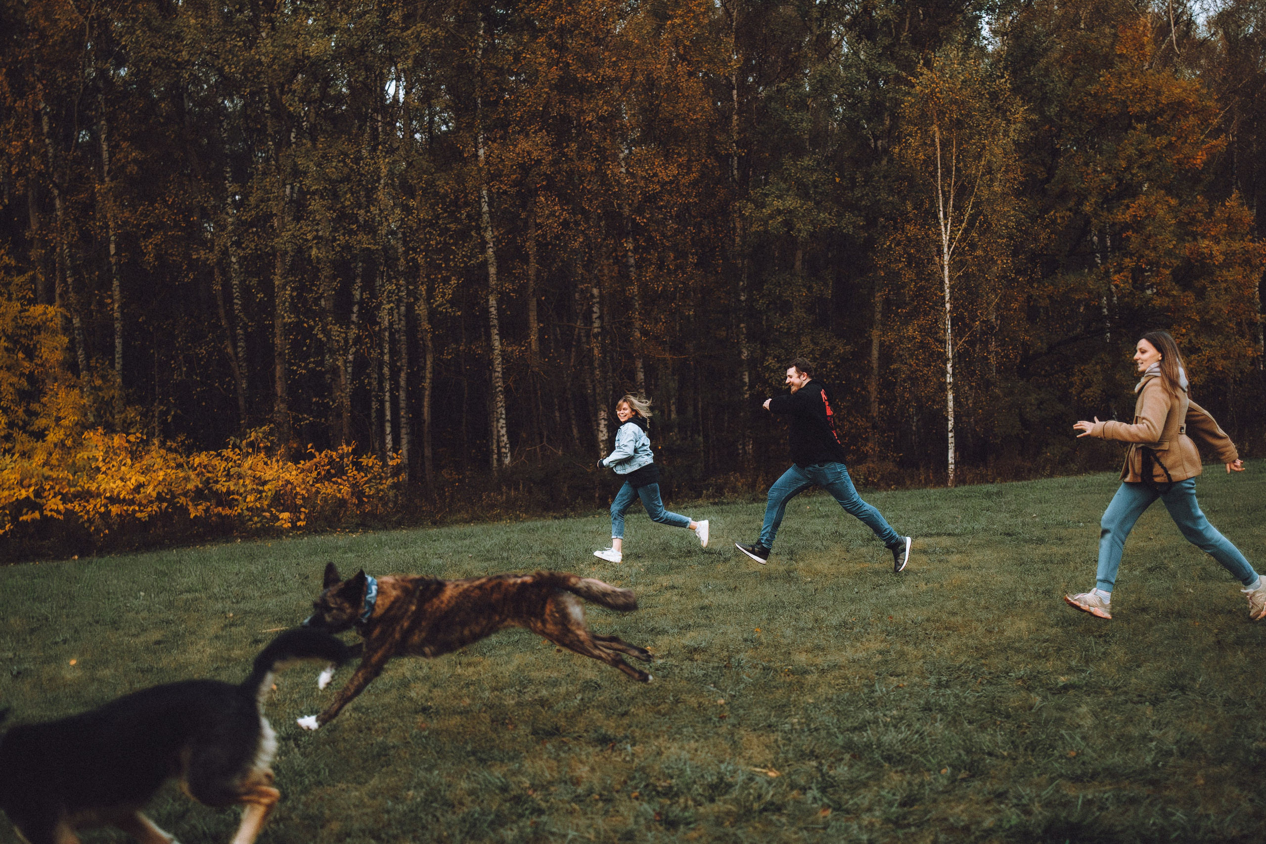 Где провести фотосессию с собакой в Москве: мои любимые места. Семейный фотограф животных, анималист в Москве Екатерина Киреева