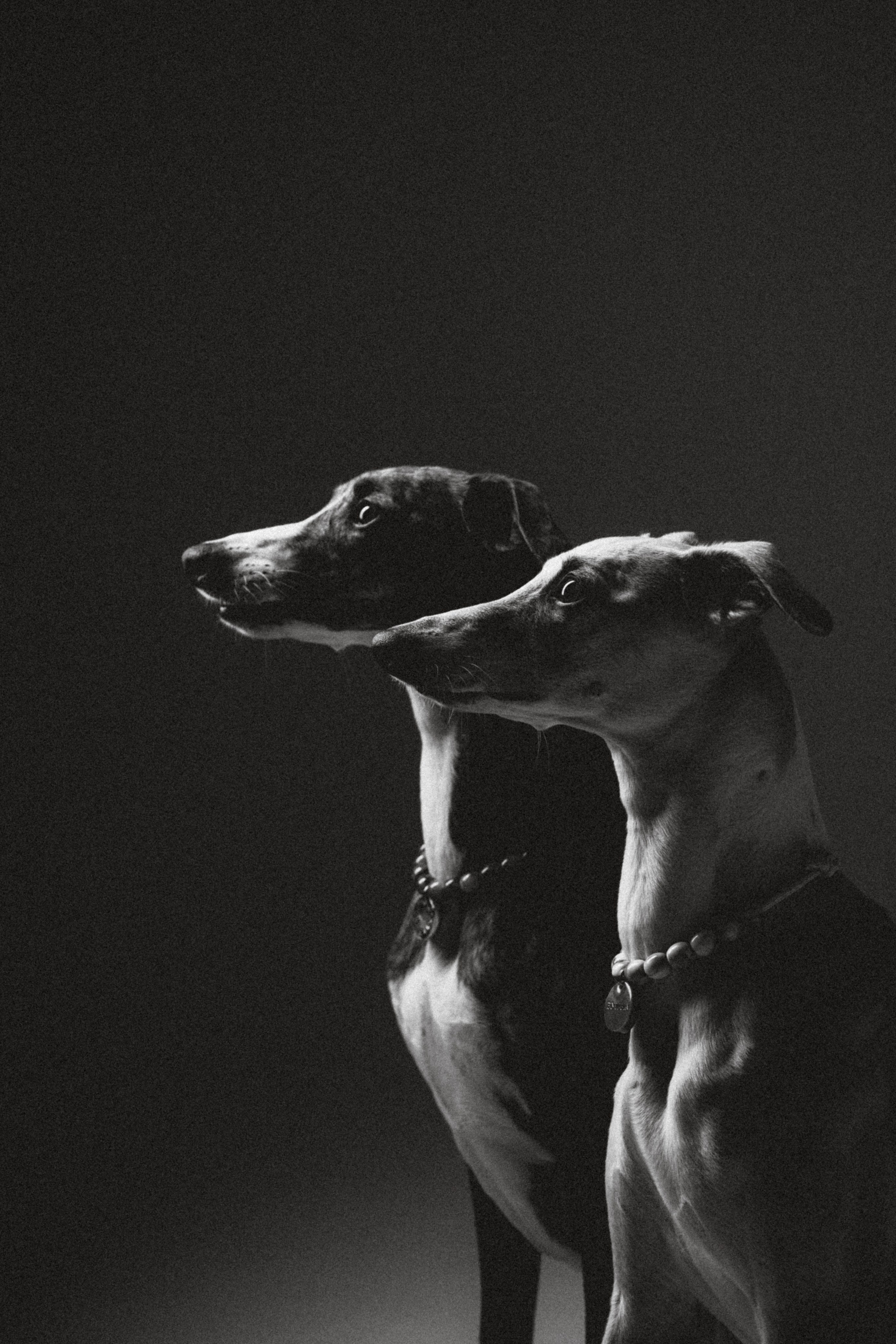 Оксана, Энигма и Мелодия. Семейный фотограф животных, анималист в Москве Екатерина Киреева