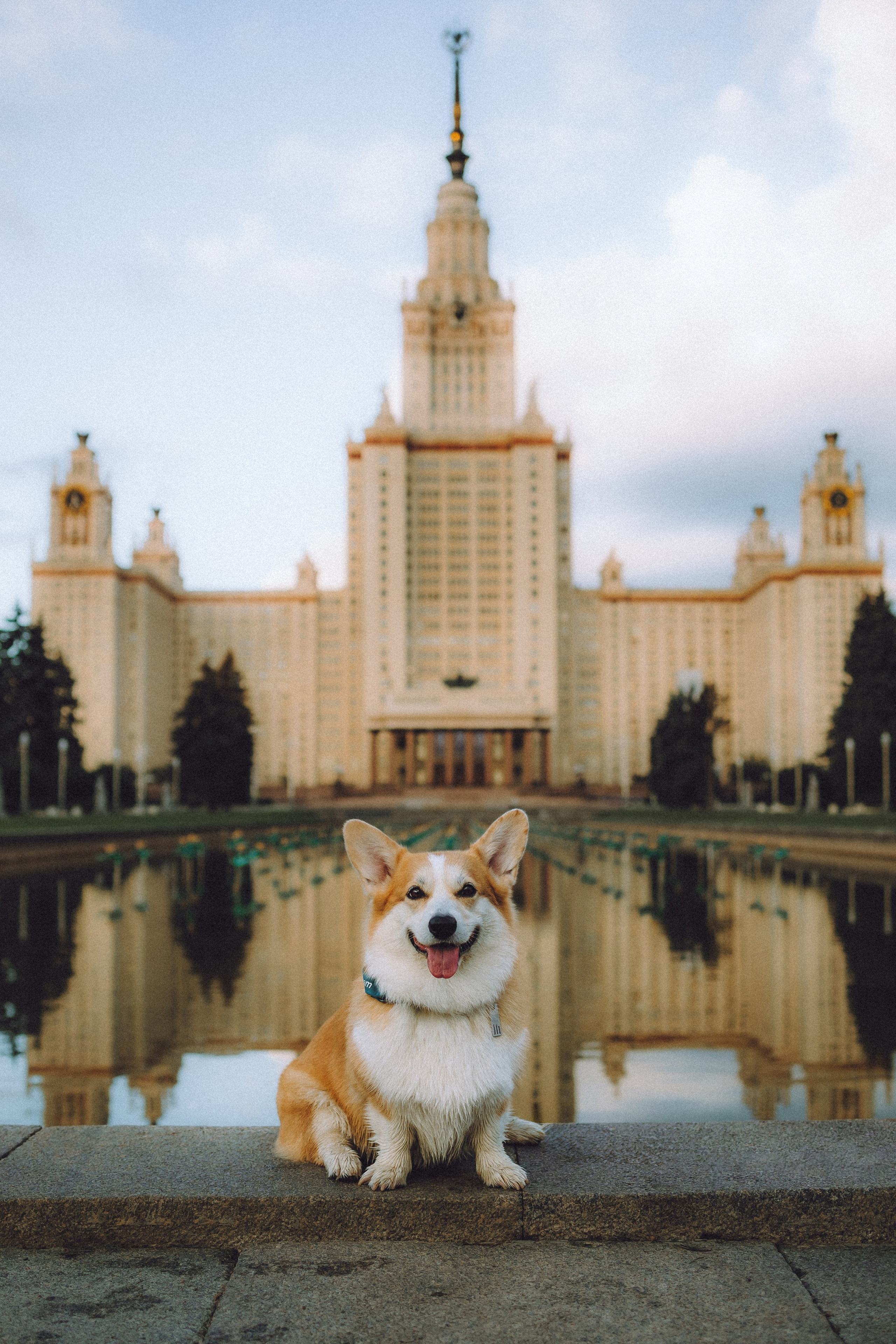 Где провести фотосессию с собакой в Москве: мои любимые места. Семейный фотограф животных, анималист в Москве Екатерина Киреева
