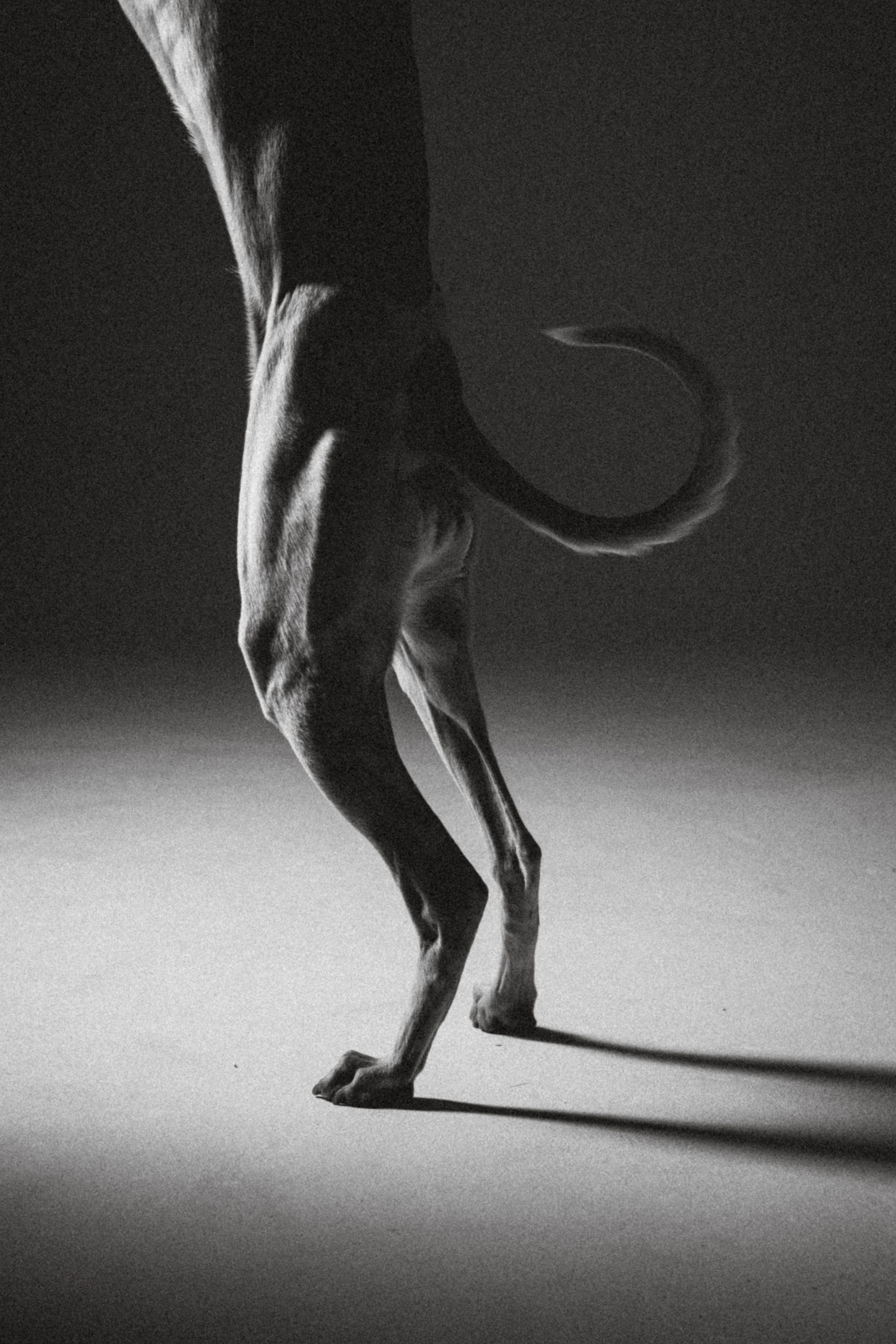 Оксана, Энигма и Мелодия. Семейный фотограф животных, анималист в Москве Екатерина Киреева