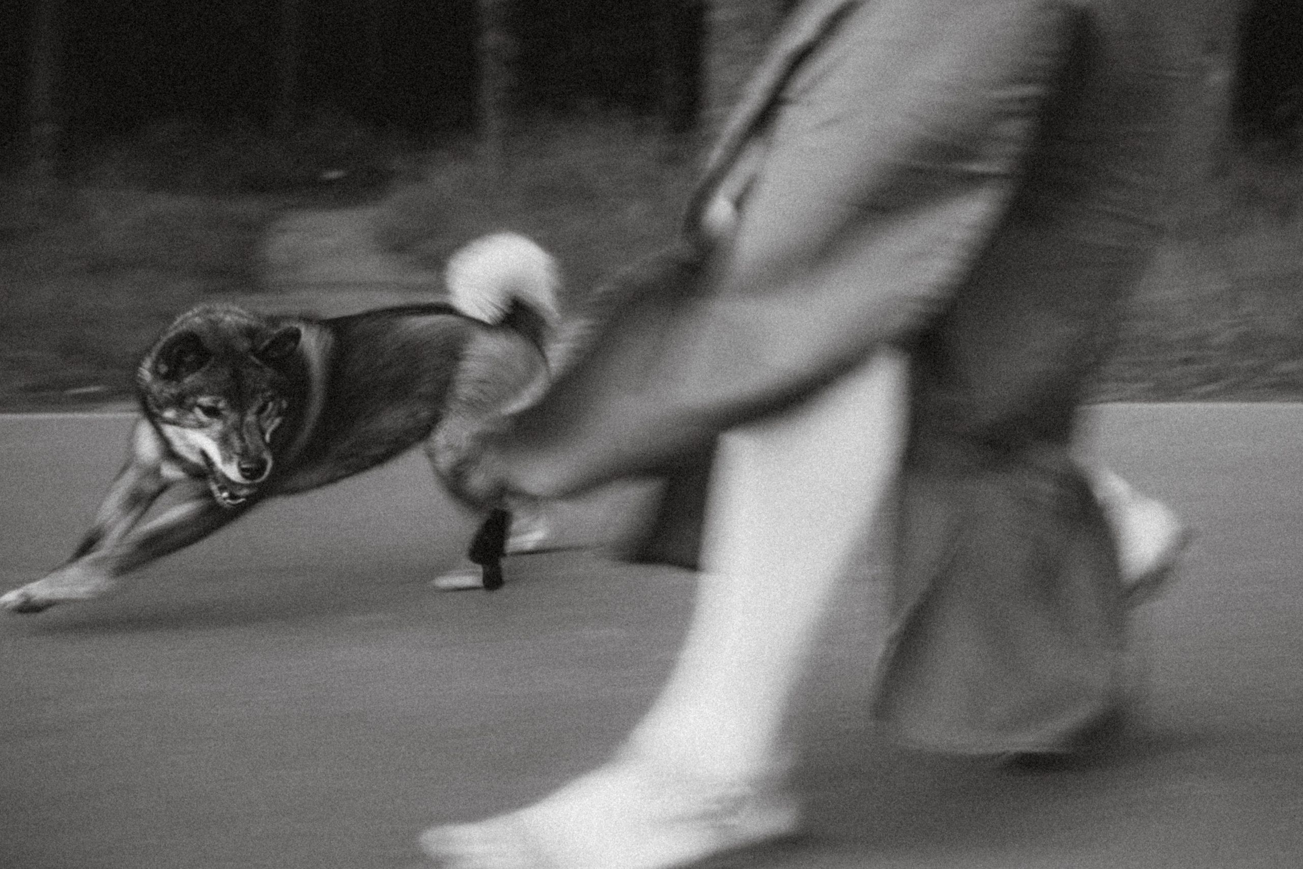Ира, Чиби и Шед. Семейный фотограф животных, анималист в Москве Екатерина Киреева
