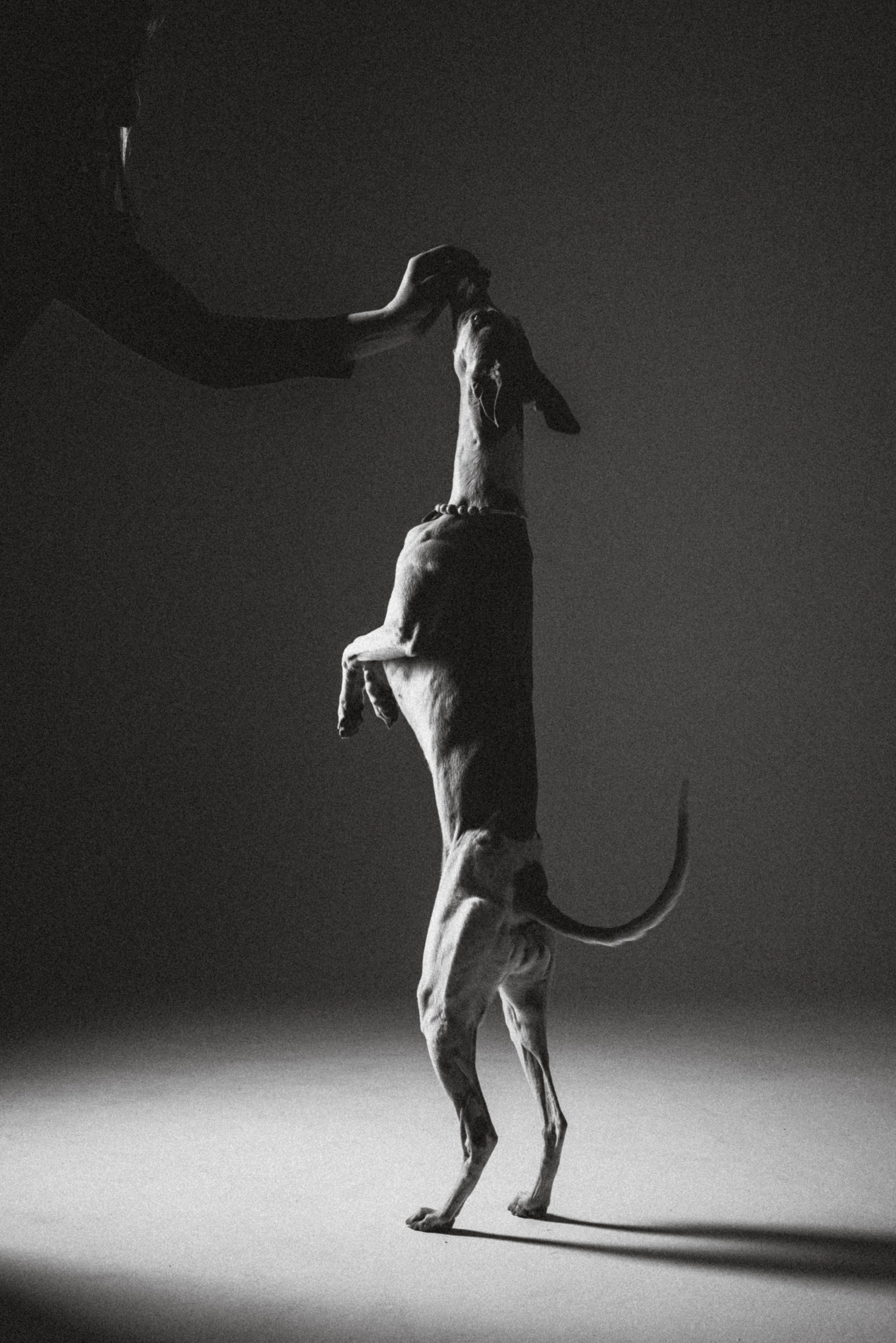 Оксана, Энигма и Мелодия. Семейный фотограф животных, анималист в Москве Екатерина Киреева