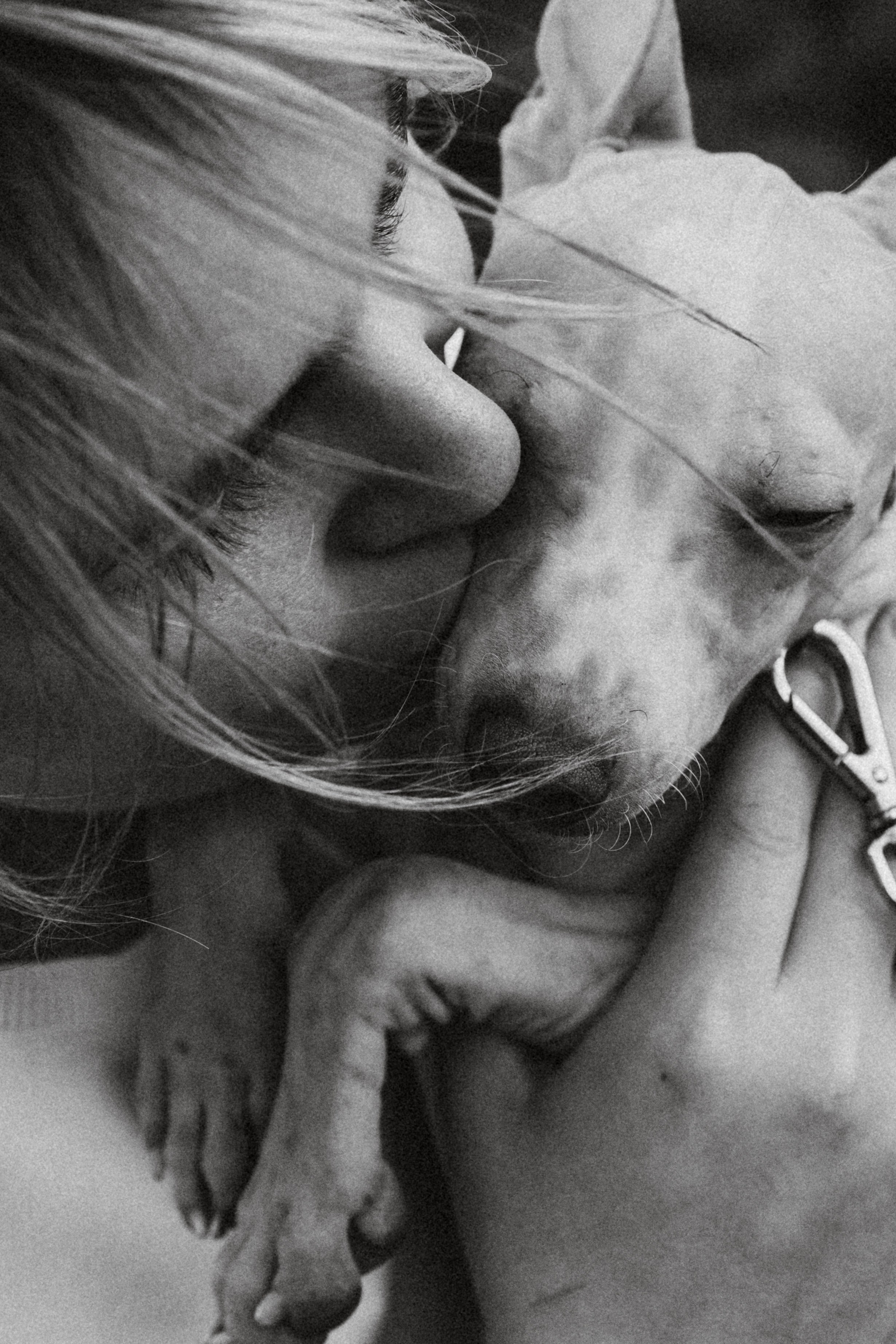 Грей, Терри и их семья. Семейный фотограф животных, анималист в Москве Екатерина Киреева