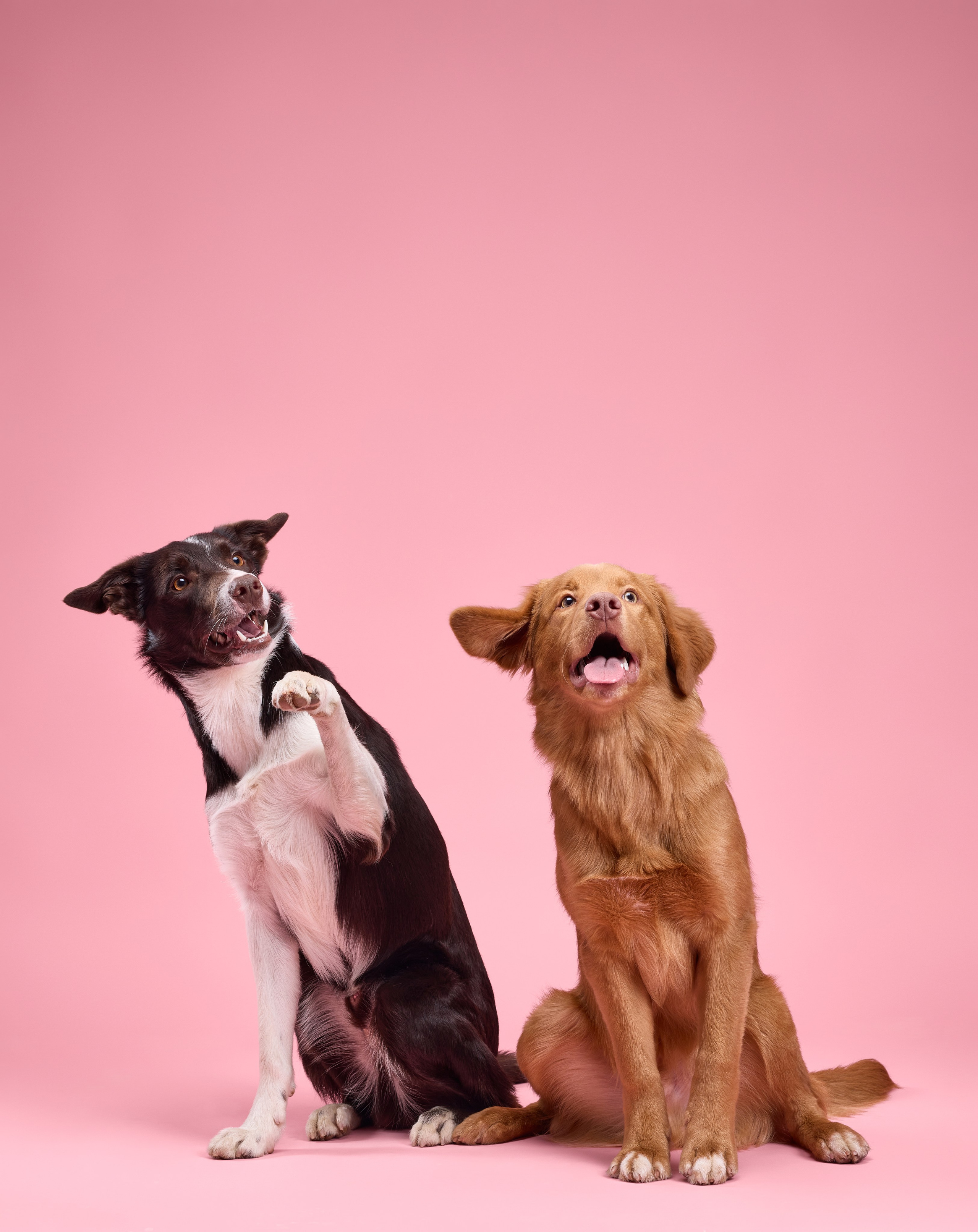 Pet photography. Фотограф Макс Давыдов