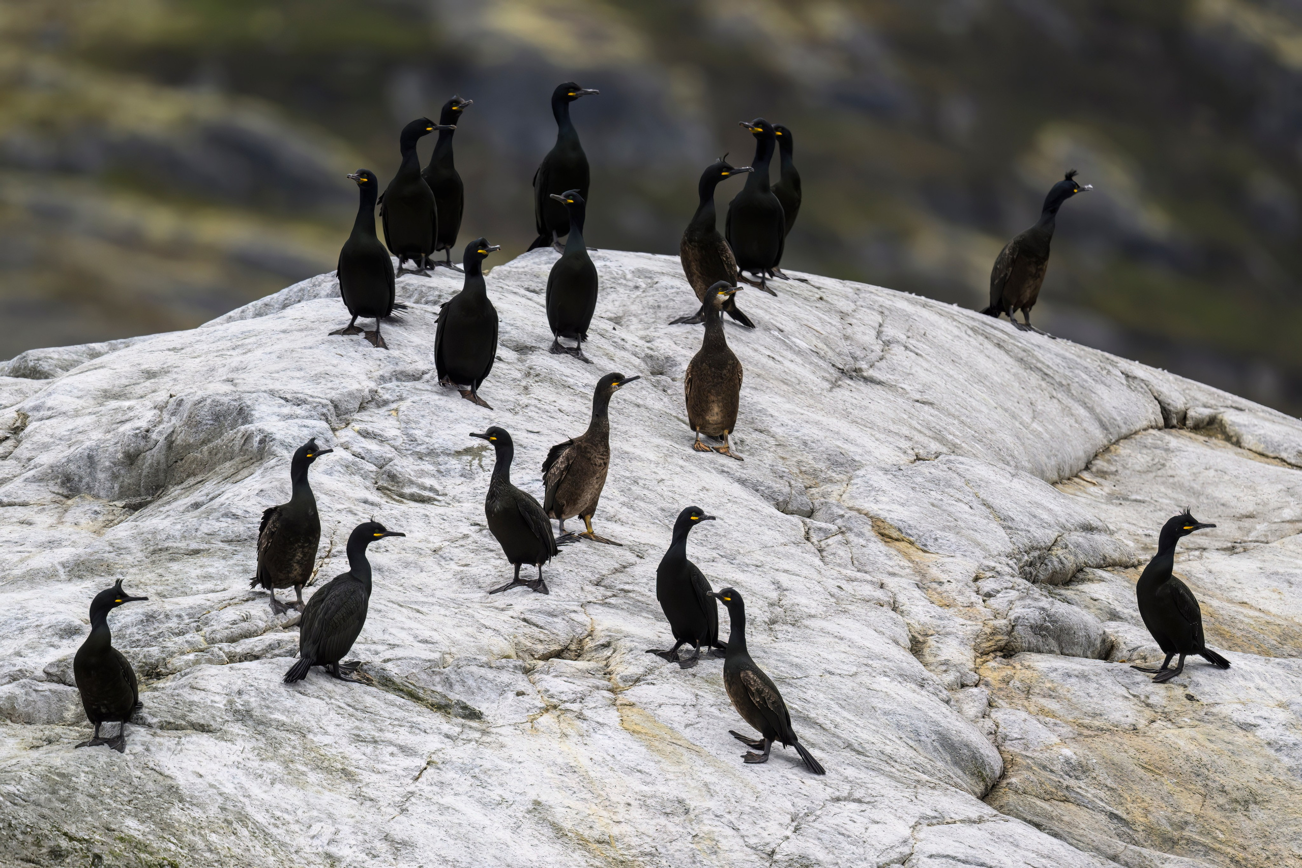 Мурманская область. Июнь 2024. Фотограф Сергей Пупонин