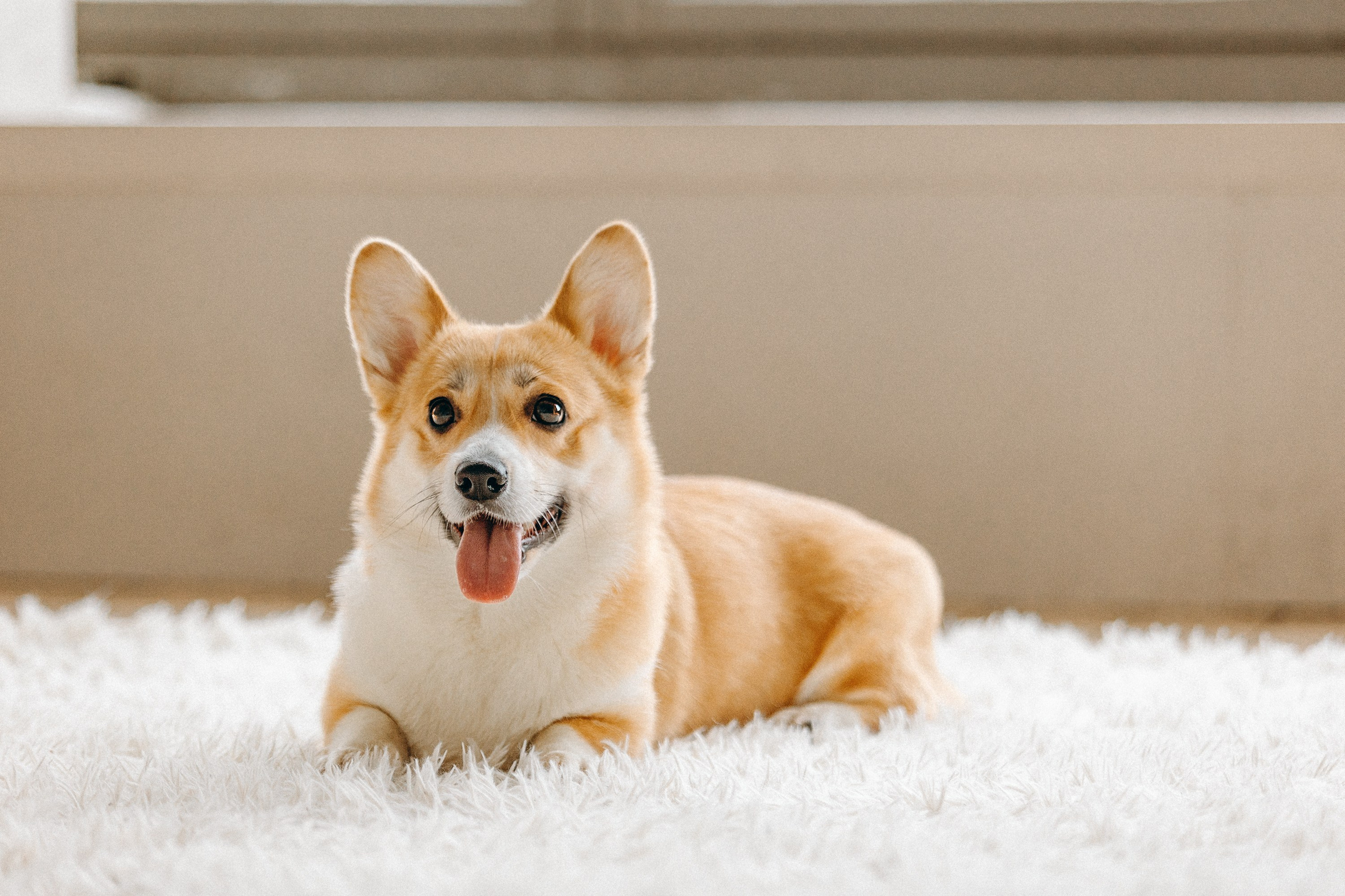 Семья с корги. Фотограф. Фотограф-анималист. Москва