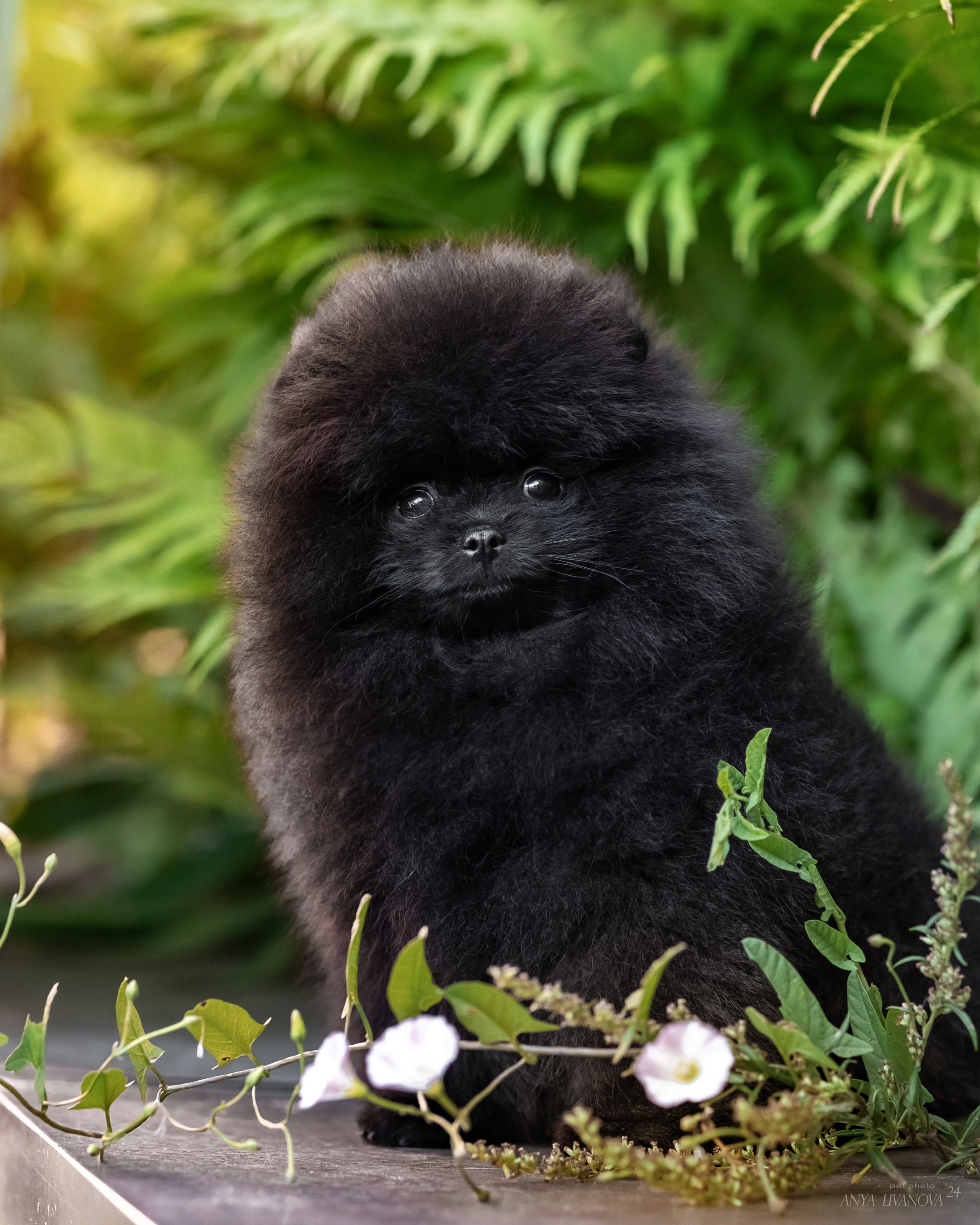 Шпицы. Фотограф анималист Аня Ливанова | Рыбинск