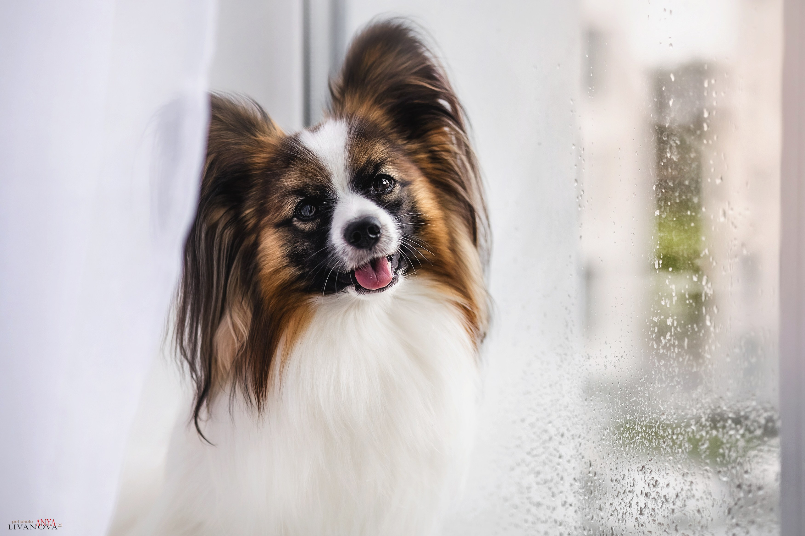 Хьюстон. Фотограф анималист Аня Ливанова | Рыбинск