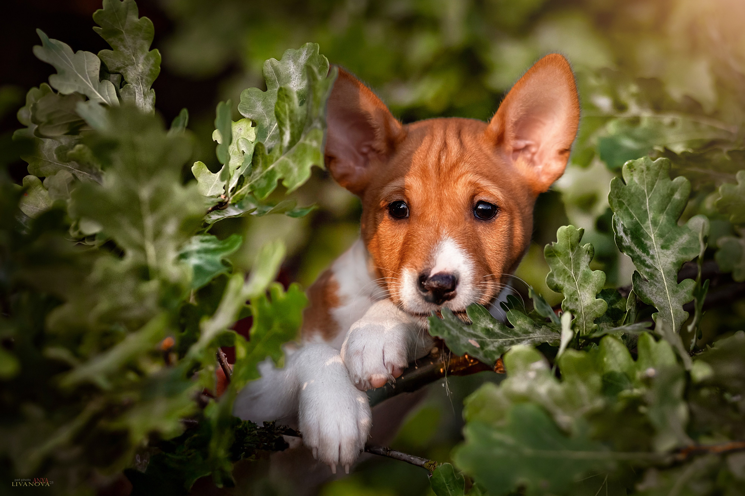 Басенджи. Фотограф анималист Аня Ливанова | Рыбинск
