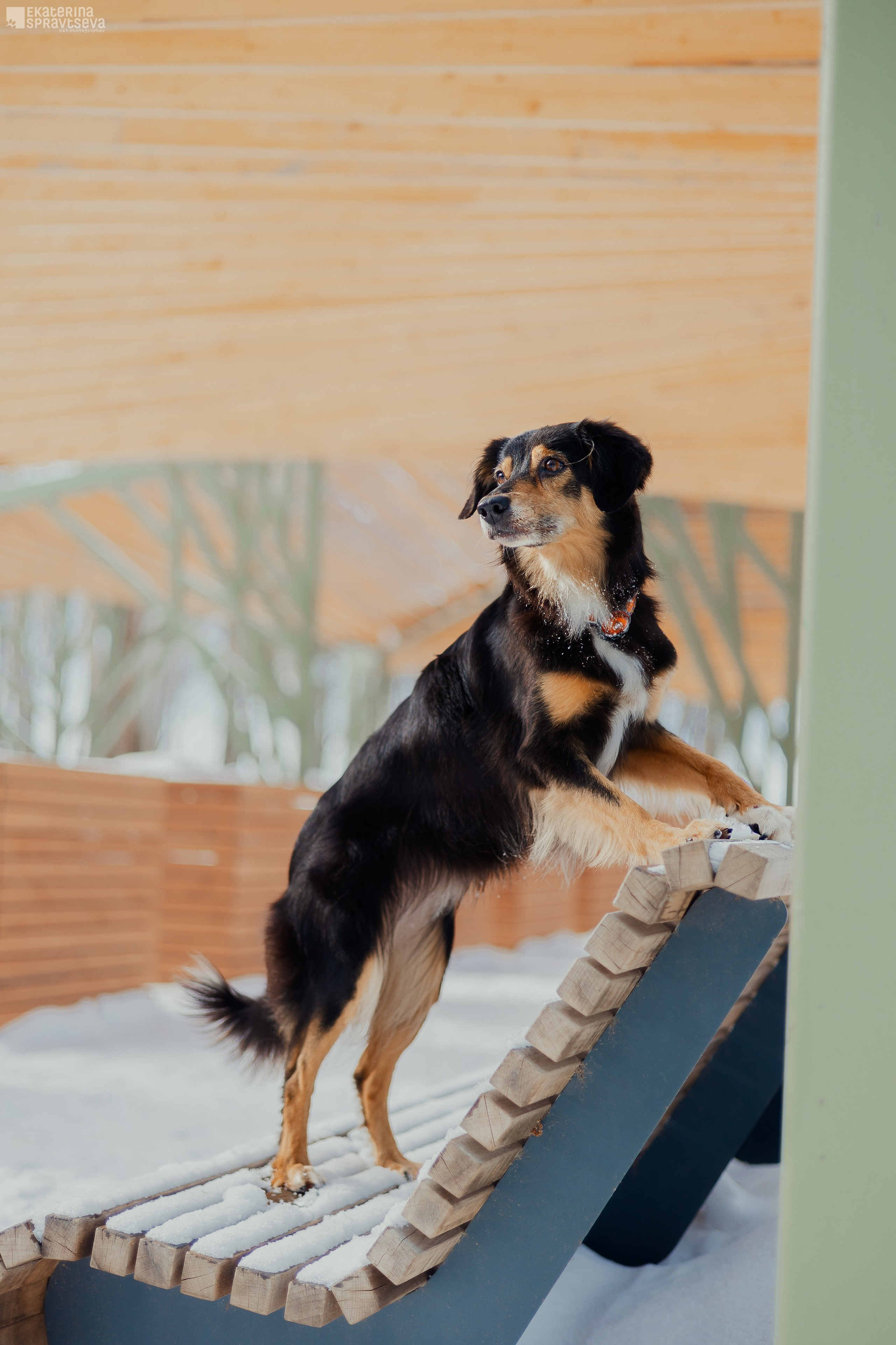 Алла и Кобра. Фотограф Анималист Екатерина Справцева в Нижнем Новгороде