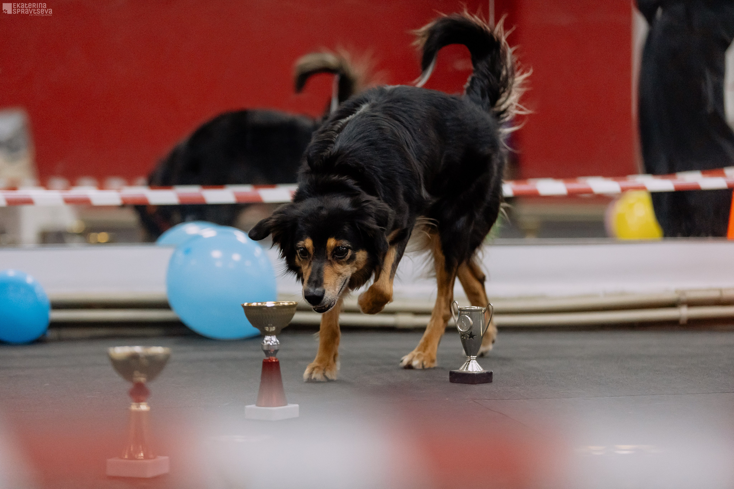 Праздник NoseWork. Фотограф Анималист Екатерина Справцева в Нижнем Новгороде
