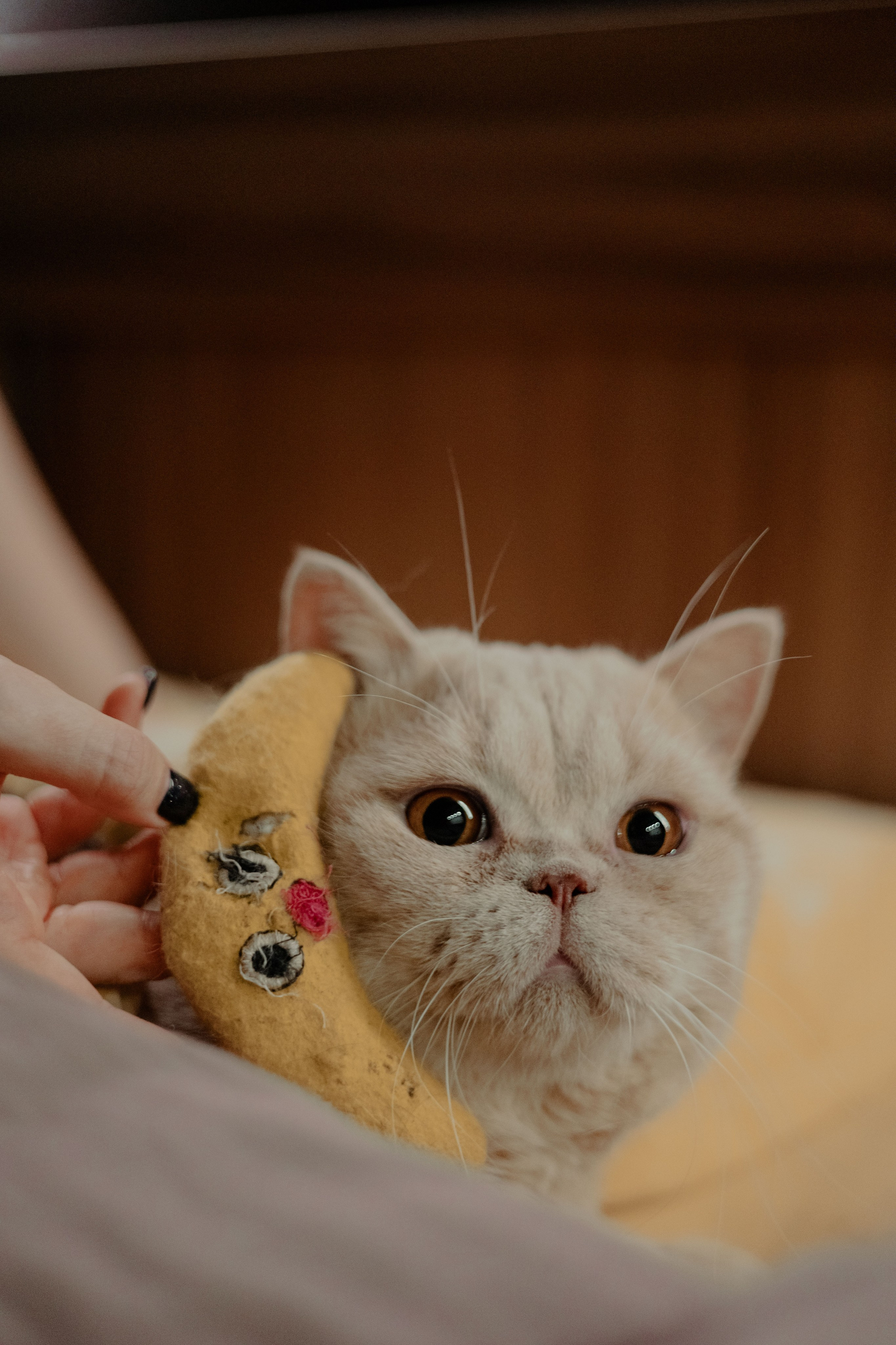 Иксик, Маффин и Надя. Фотограф Анималист Екатерина Справцева в Нижнем Новгороде