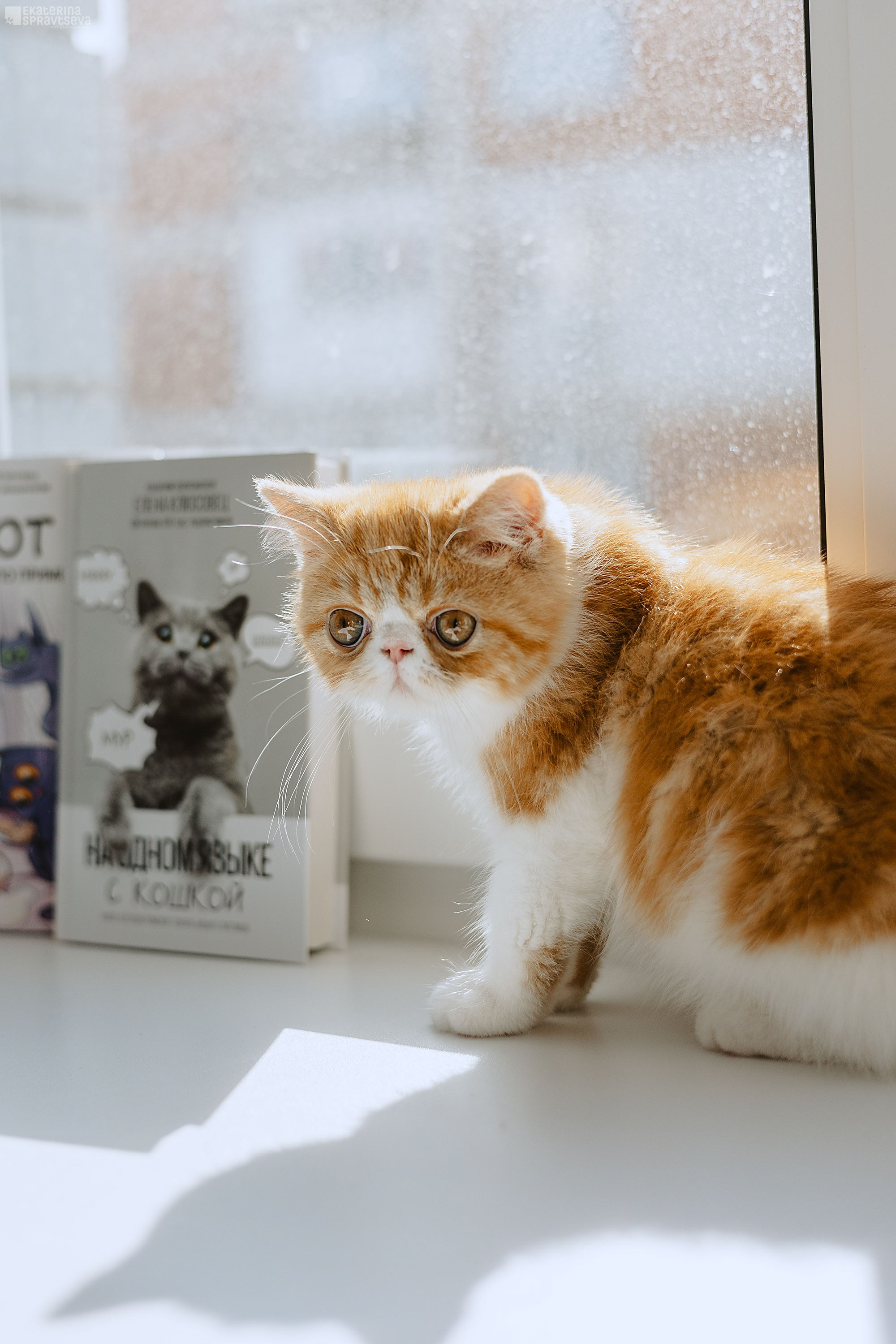 Малыш Уникум, Лиза и Миша. Фотограф Анималист Екатерина Справцева в Нижнем Новгороде