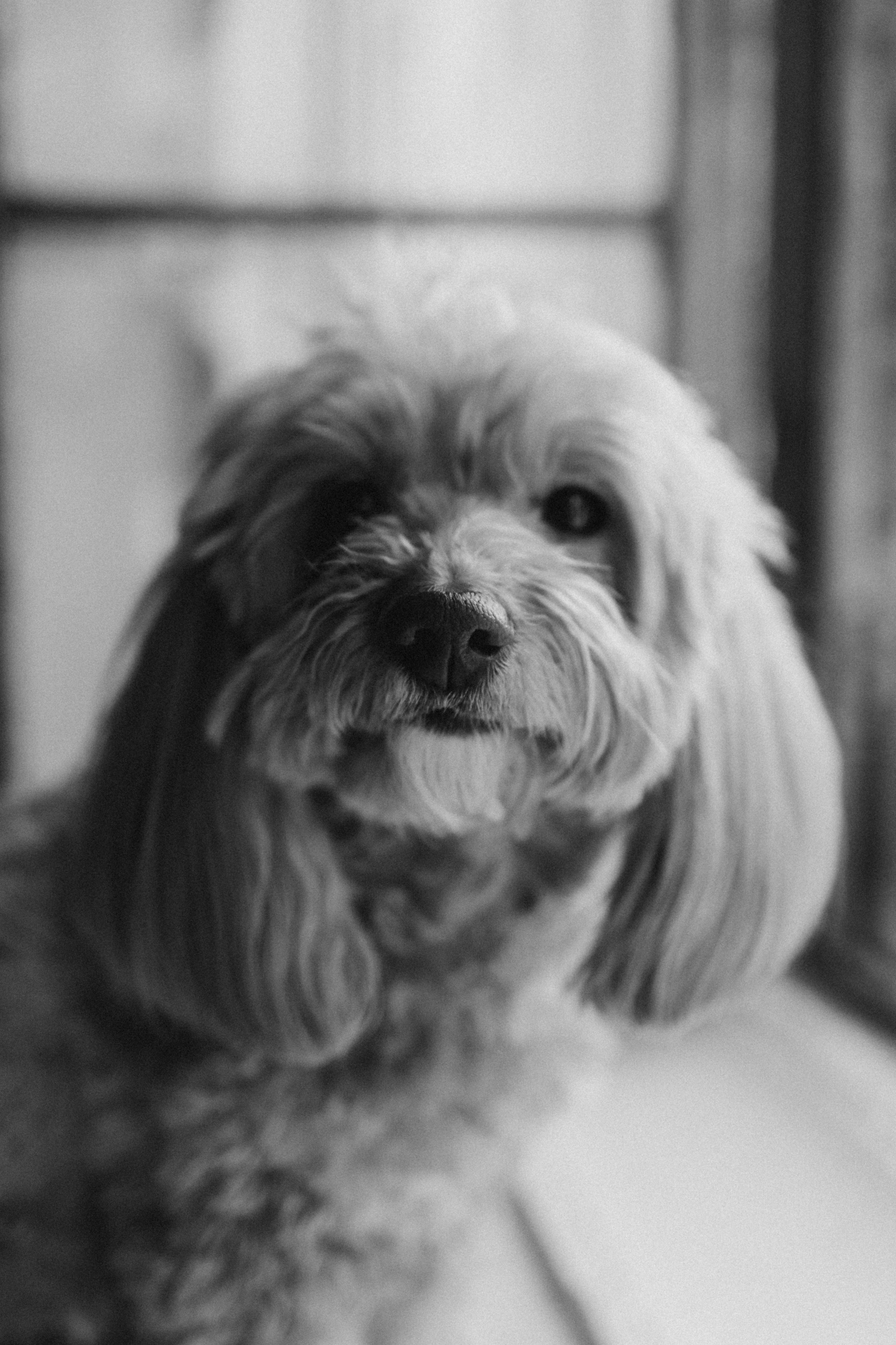 Шкипер и его семья. Фотограф — Анималист | Санкт-Петербург