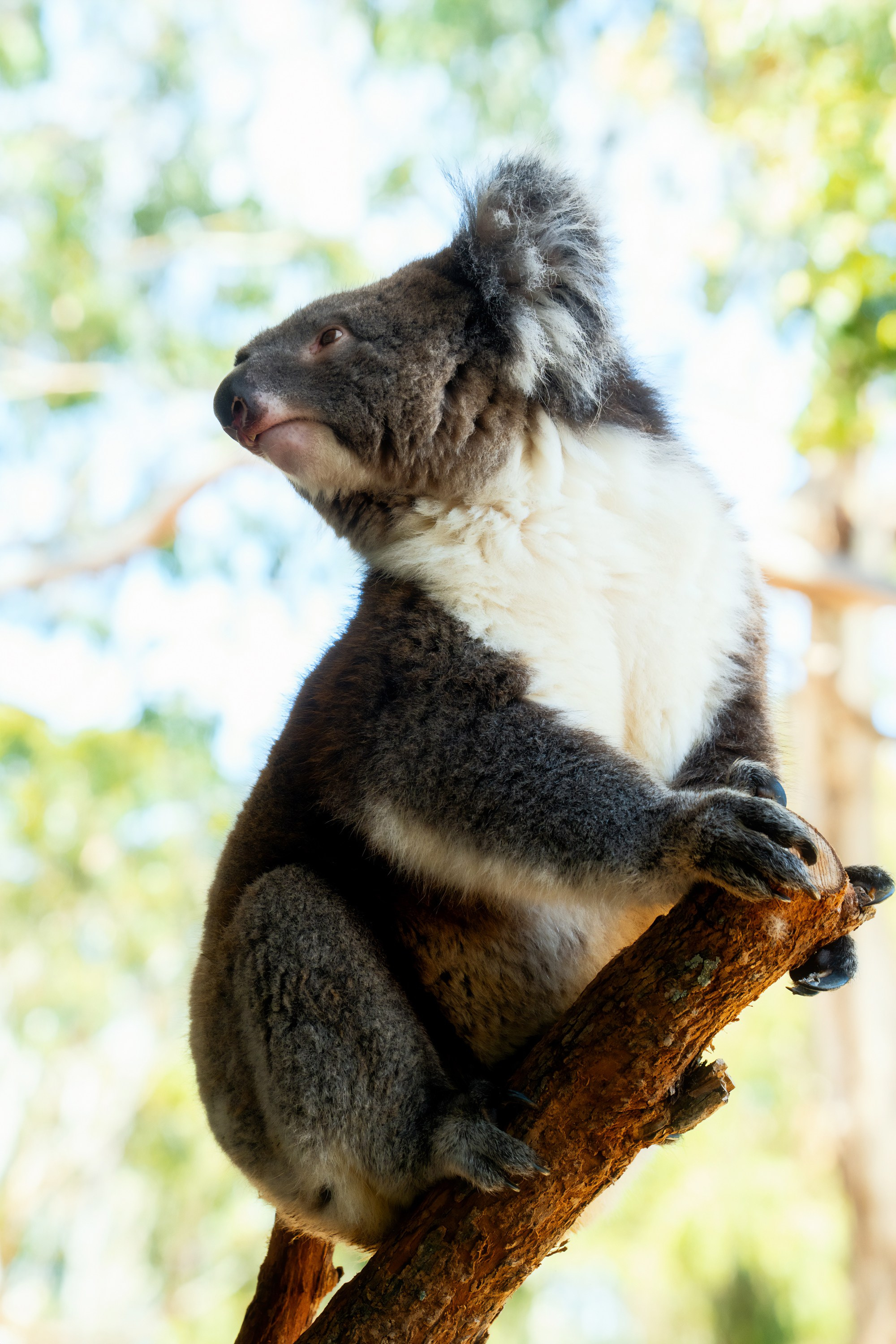Австралия. Фотограф в Хабаровске. Фотография за 24 часа