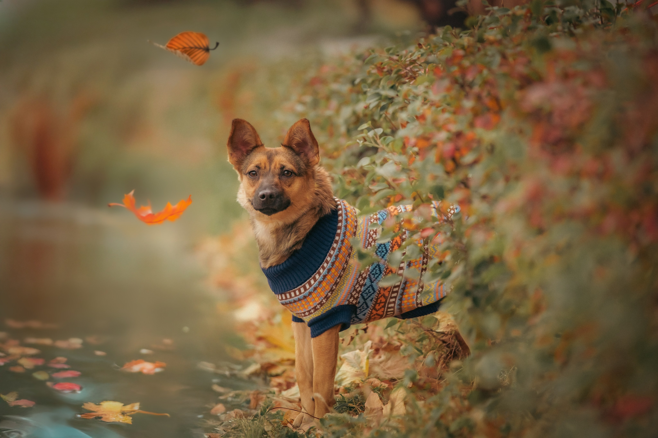 Осенняя Дося-модница). Зоофотограф, фотограф животных в Москве и области Дина Дамоцева