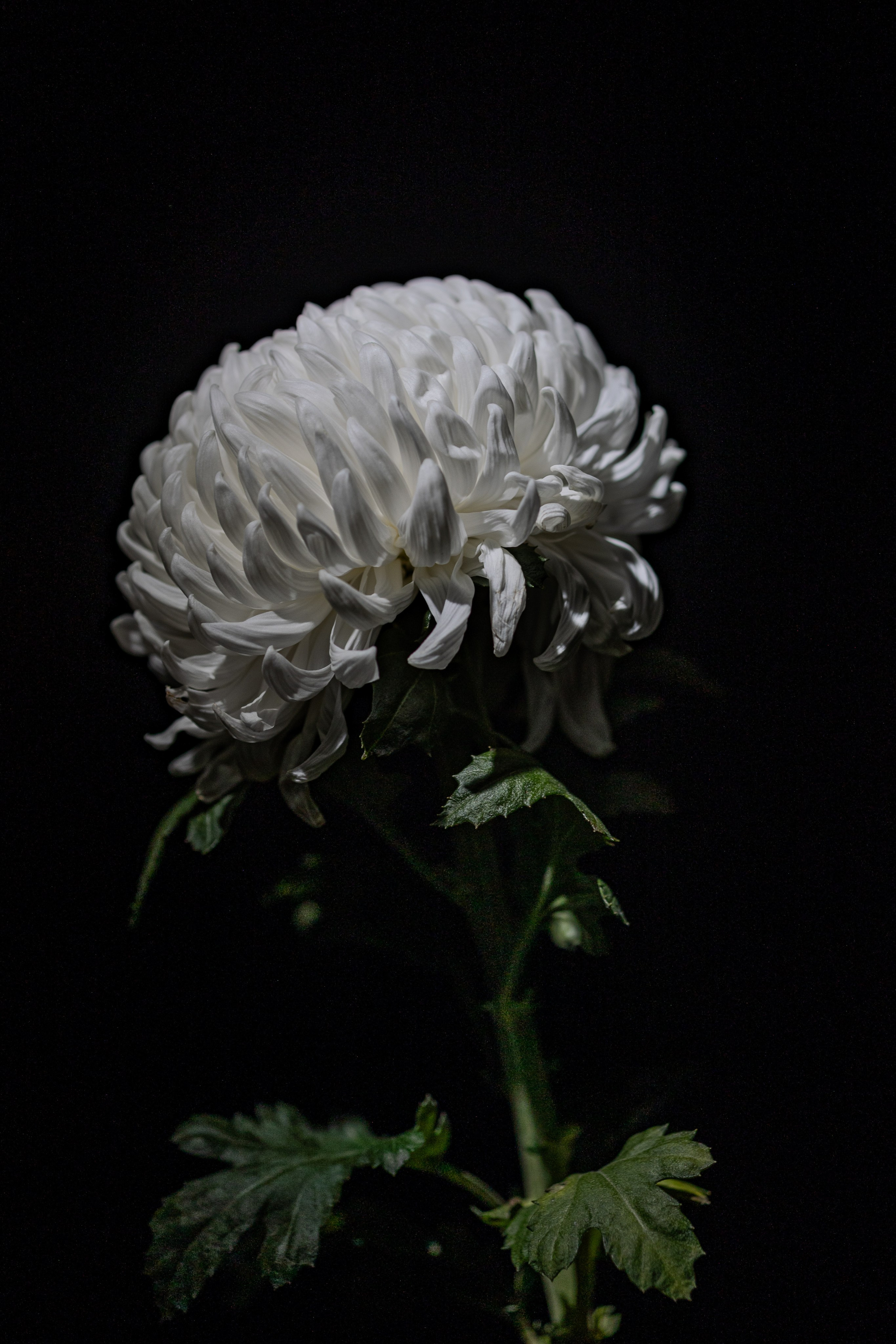 Для души. Фотограф Ольга Гирусова «Пантерочка» Москва