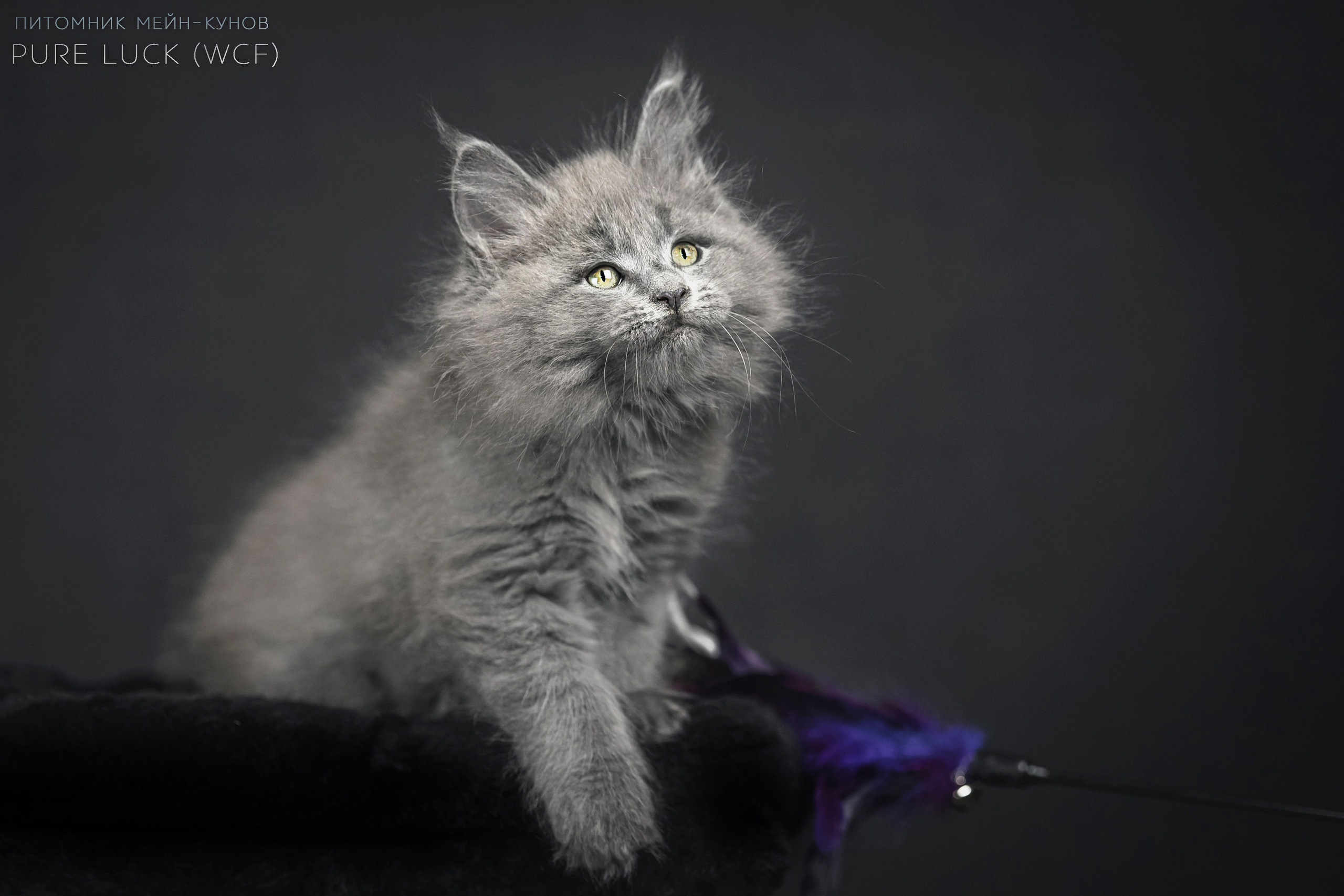 Куны. Фотограф анималист Аня Ливанова | Рыбинск