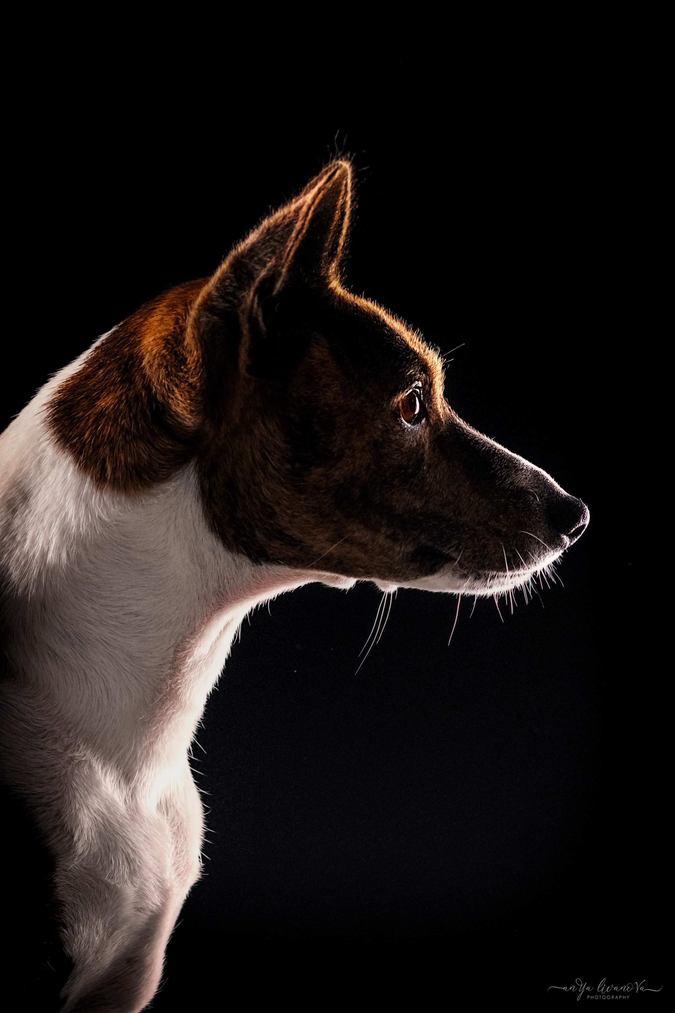 Стёпан. Фотограф анималист Аня Ливанова | Рыбинск