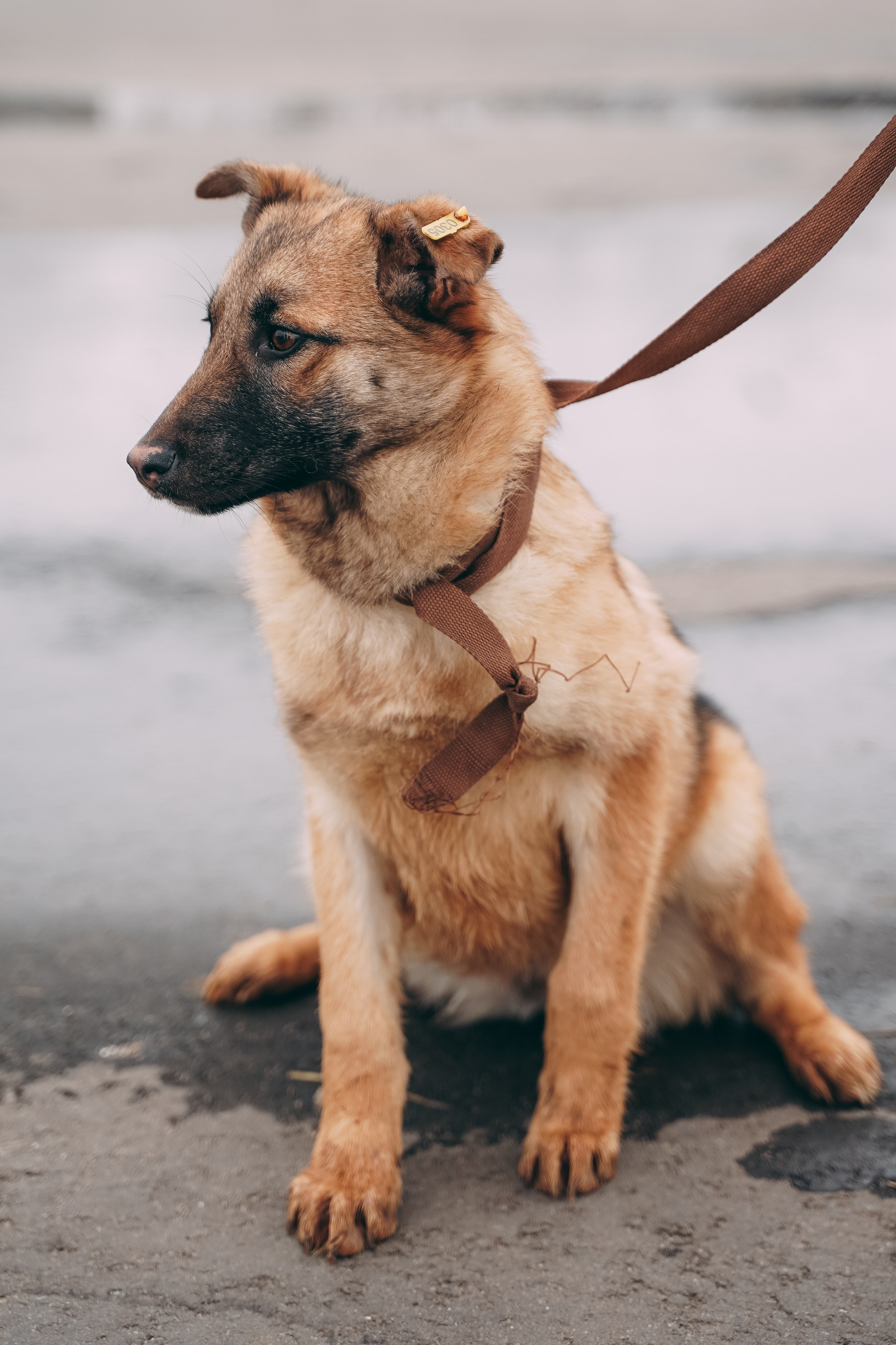 Съемка для благотворительного фонда «Дог 24». Фотограф-анималист, портретный фотограф в Чебоксарах Мария Садыкова