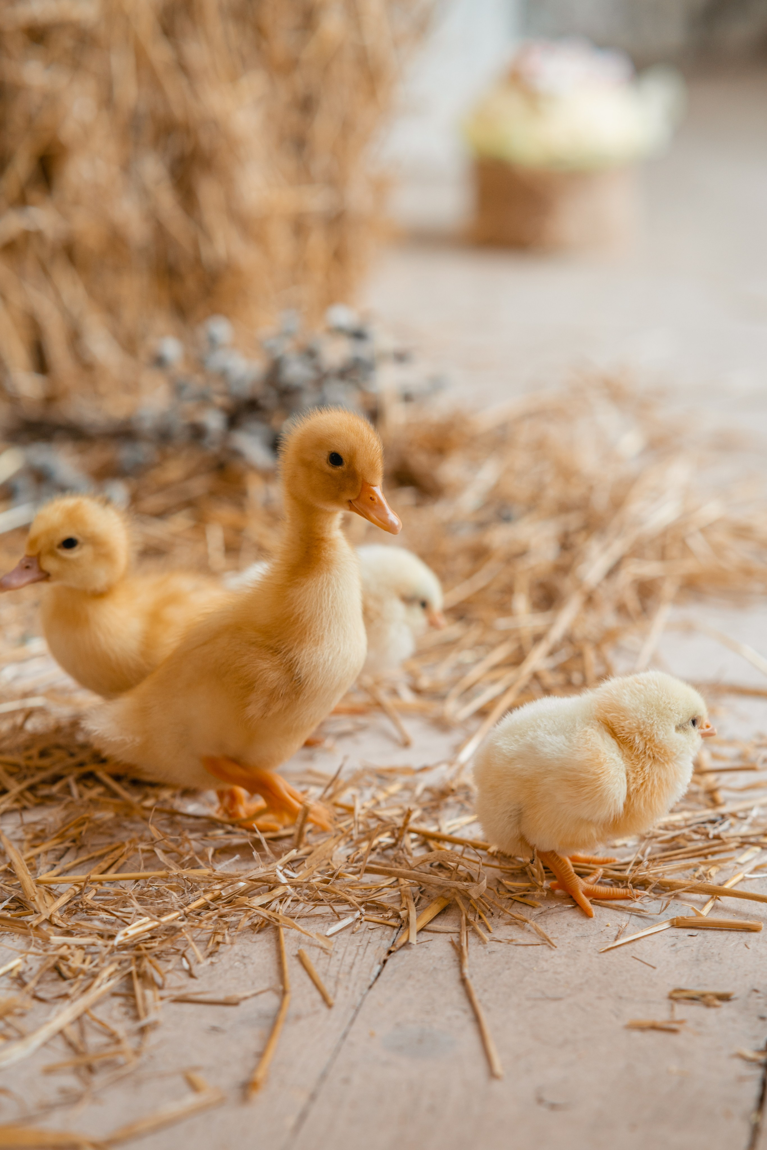 Студия. Фотограф Мария Зайчик