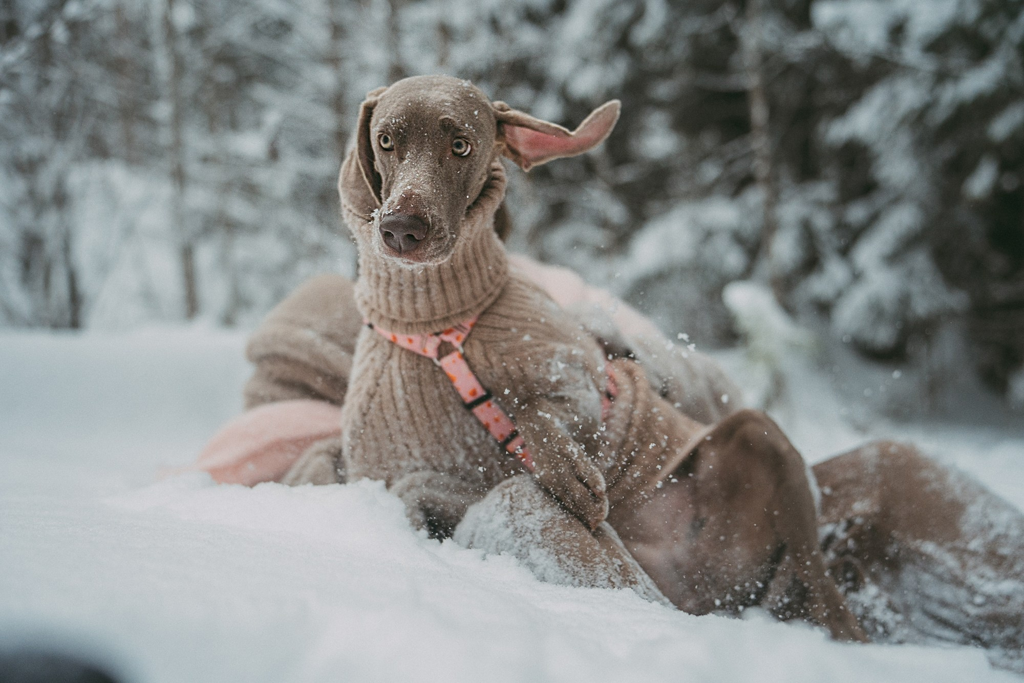 Лена и Фанни. Фотограф анималист в Москве и Санкт-Петербурге Свиридова Анна