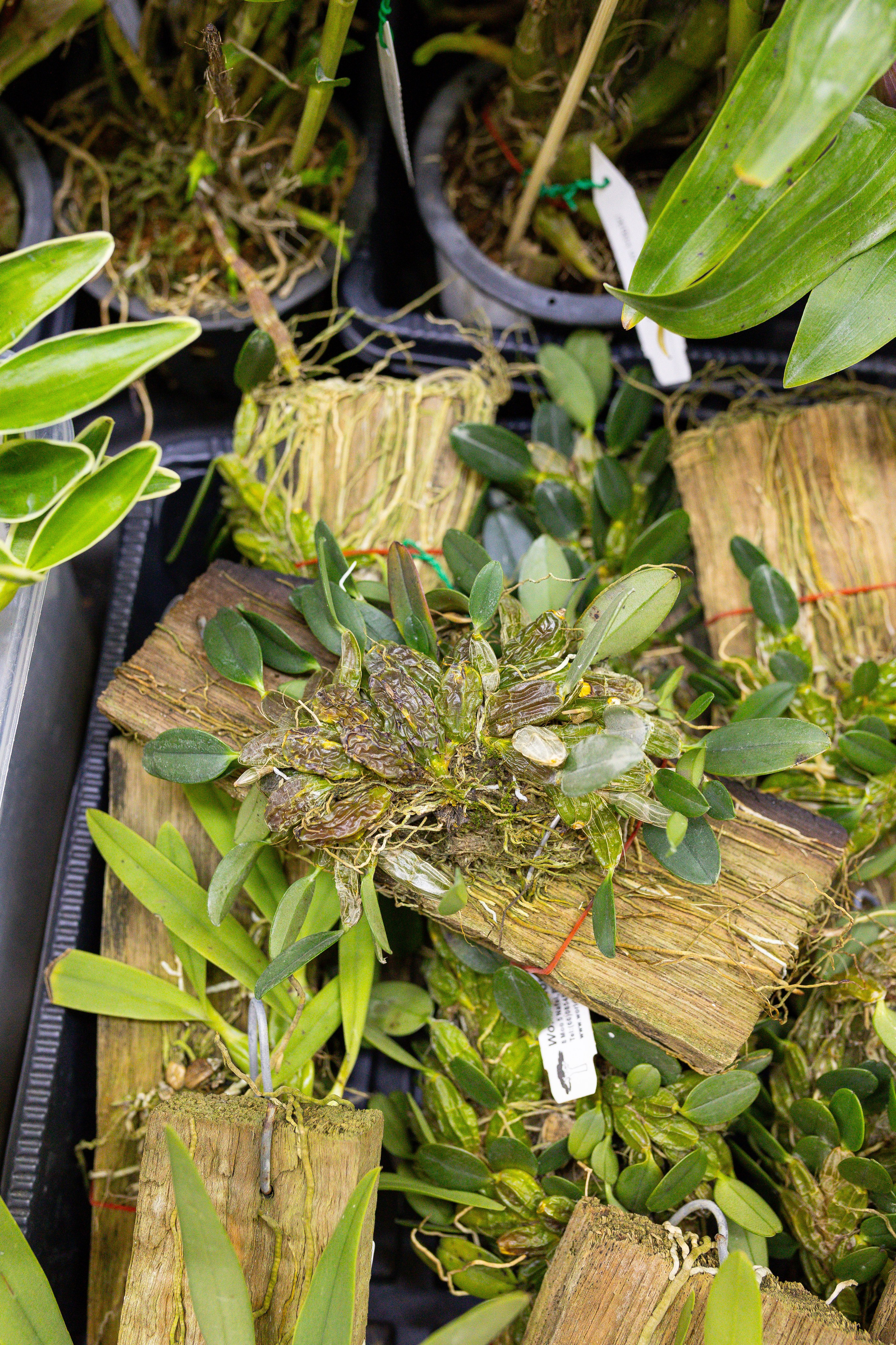 Орхидиум сентябрь 2025. Александра Куликова фотограф, Москва