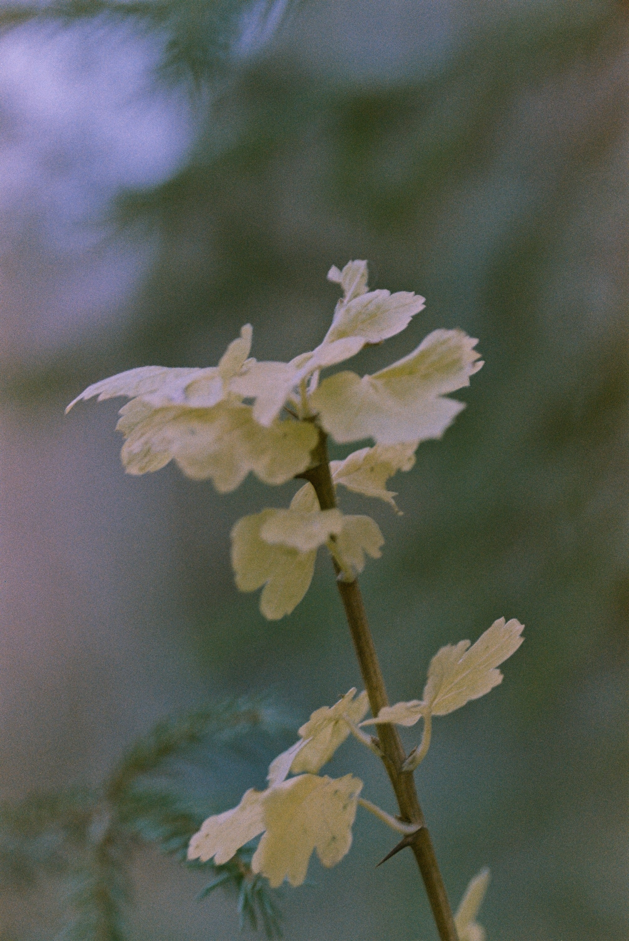 Осень на просроченную Kodak Color Plus 200 и Contax N1 с макро-объекти