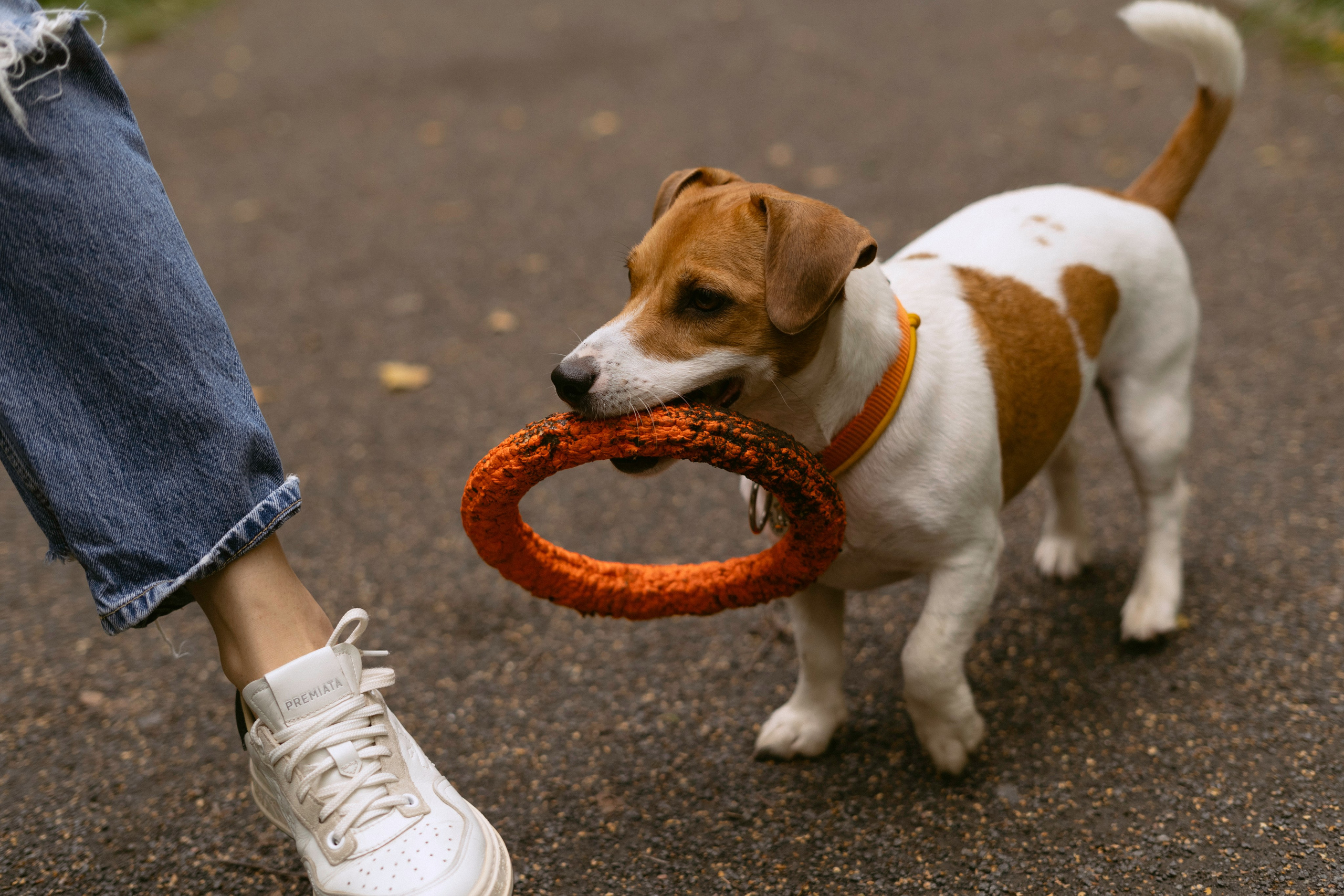 Катерина и Бруки. Фотограф в Москве Шалышко Ангелина