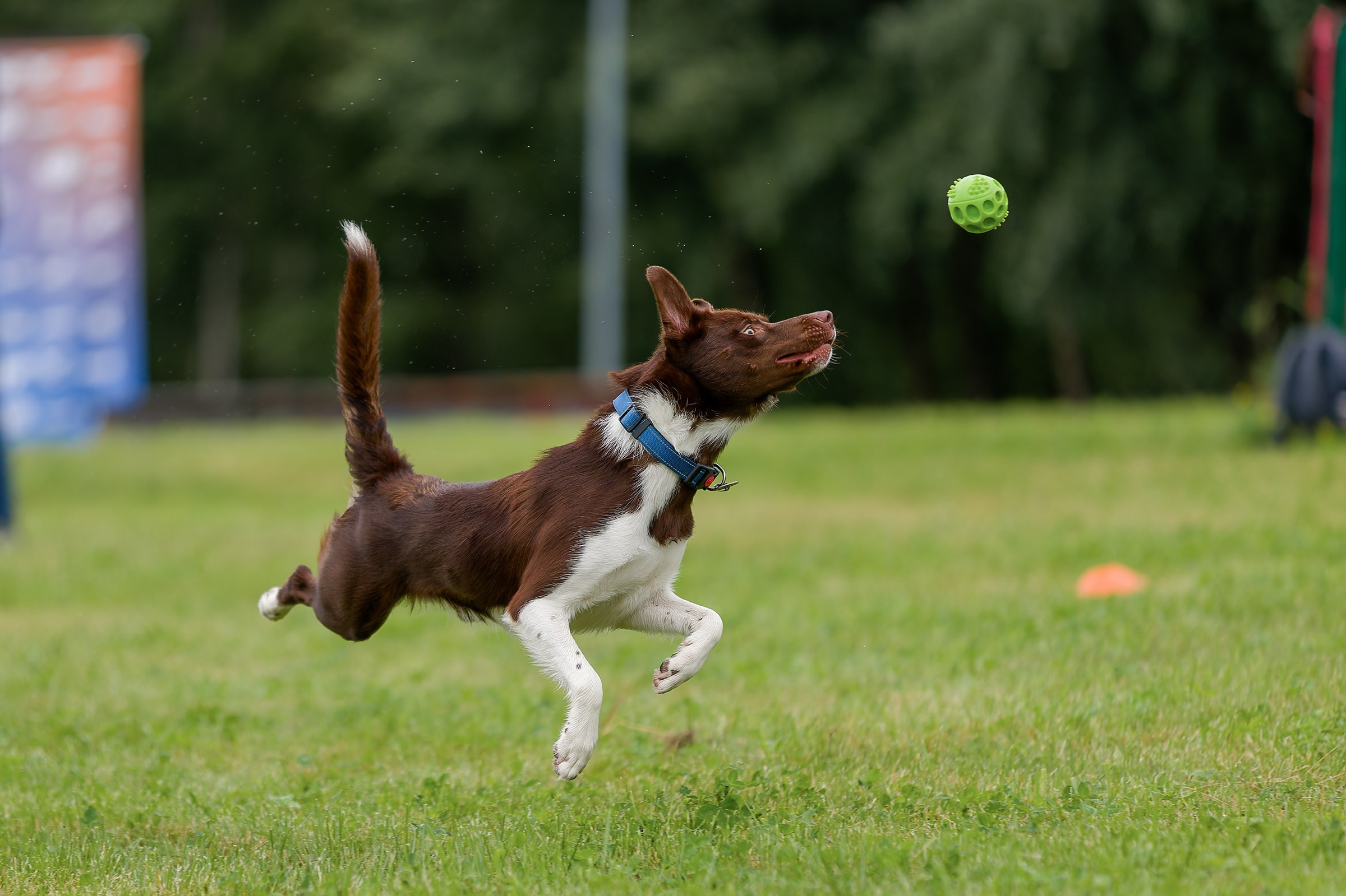 Живая Сила. Семейный фестиваль. Irenephoto.ru