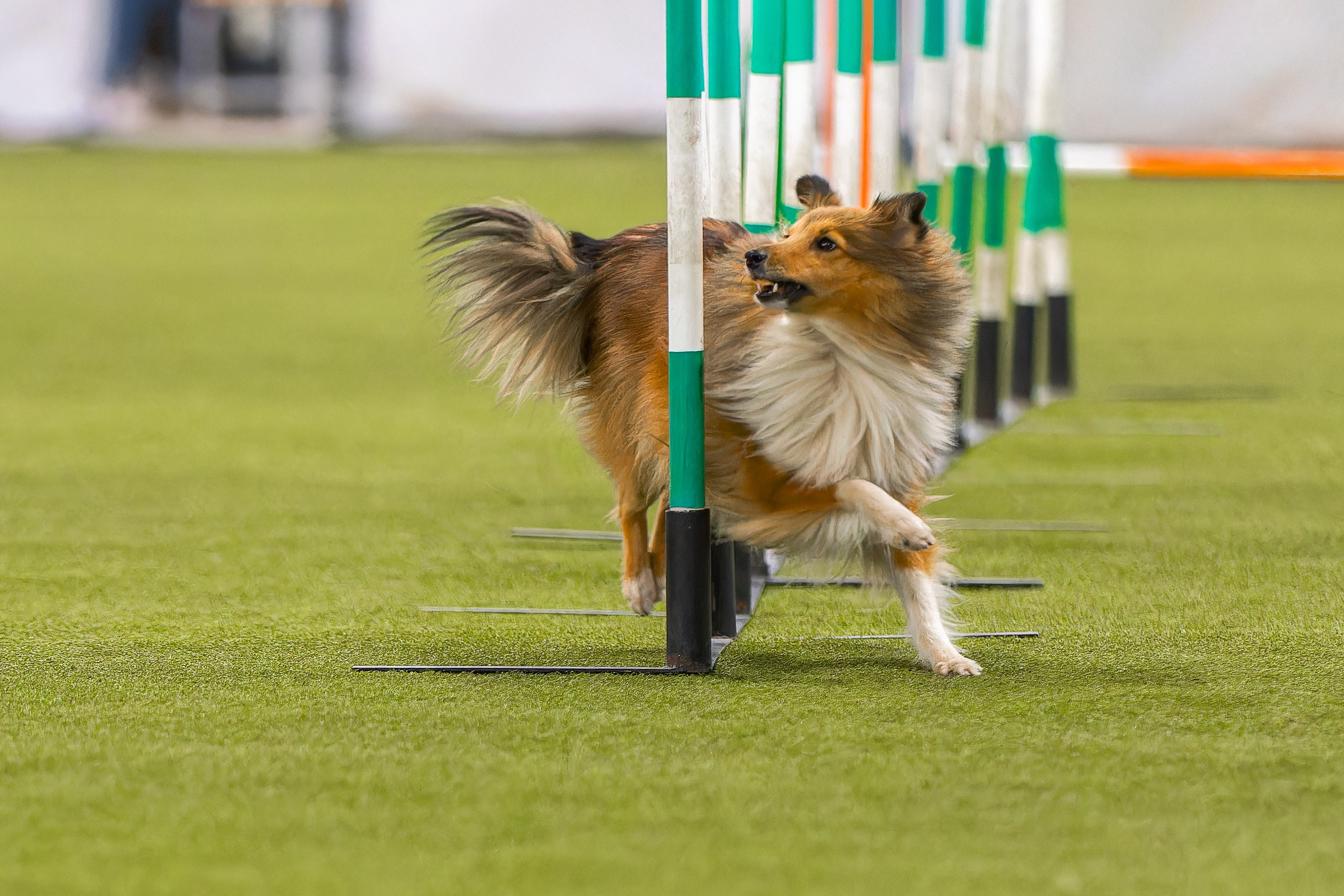 Baltic Cup 2024. Irenephoto.ru